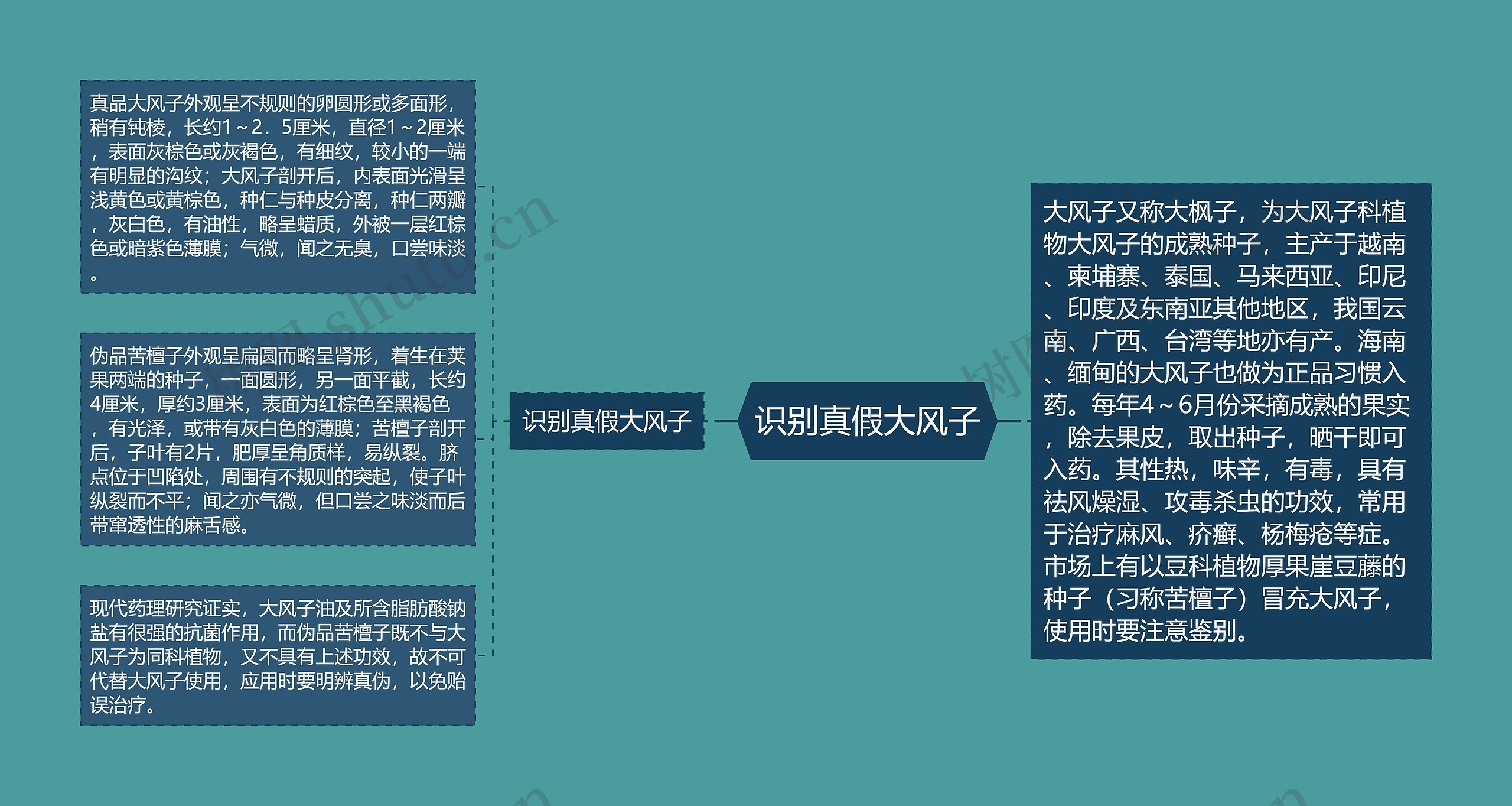 识别真假大风子思维导图