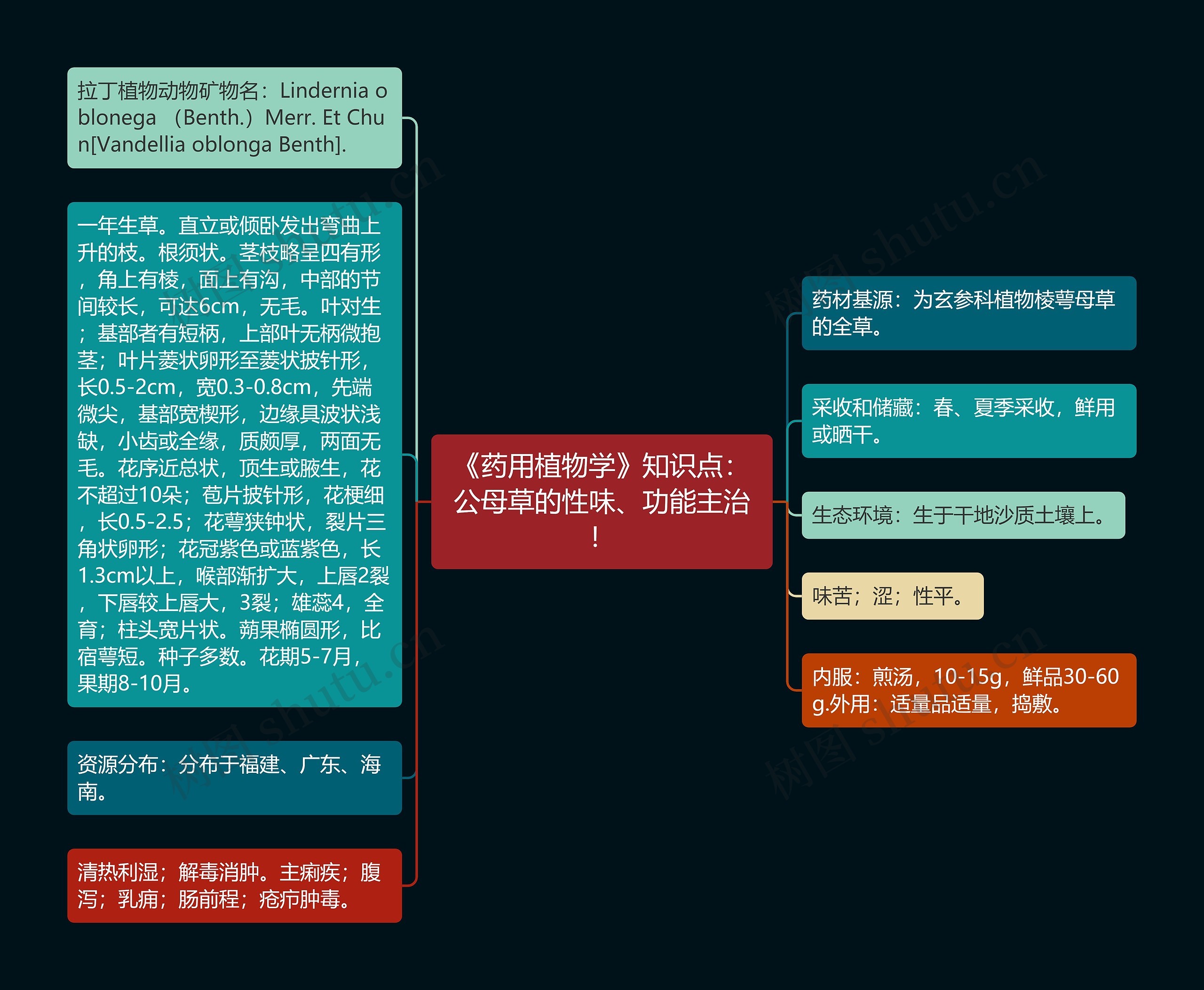 《药用植物学》知识点：公母草的性味、功能主治！思维导图