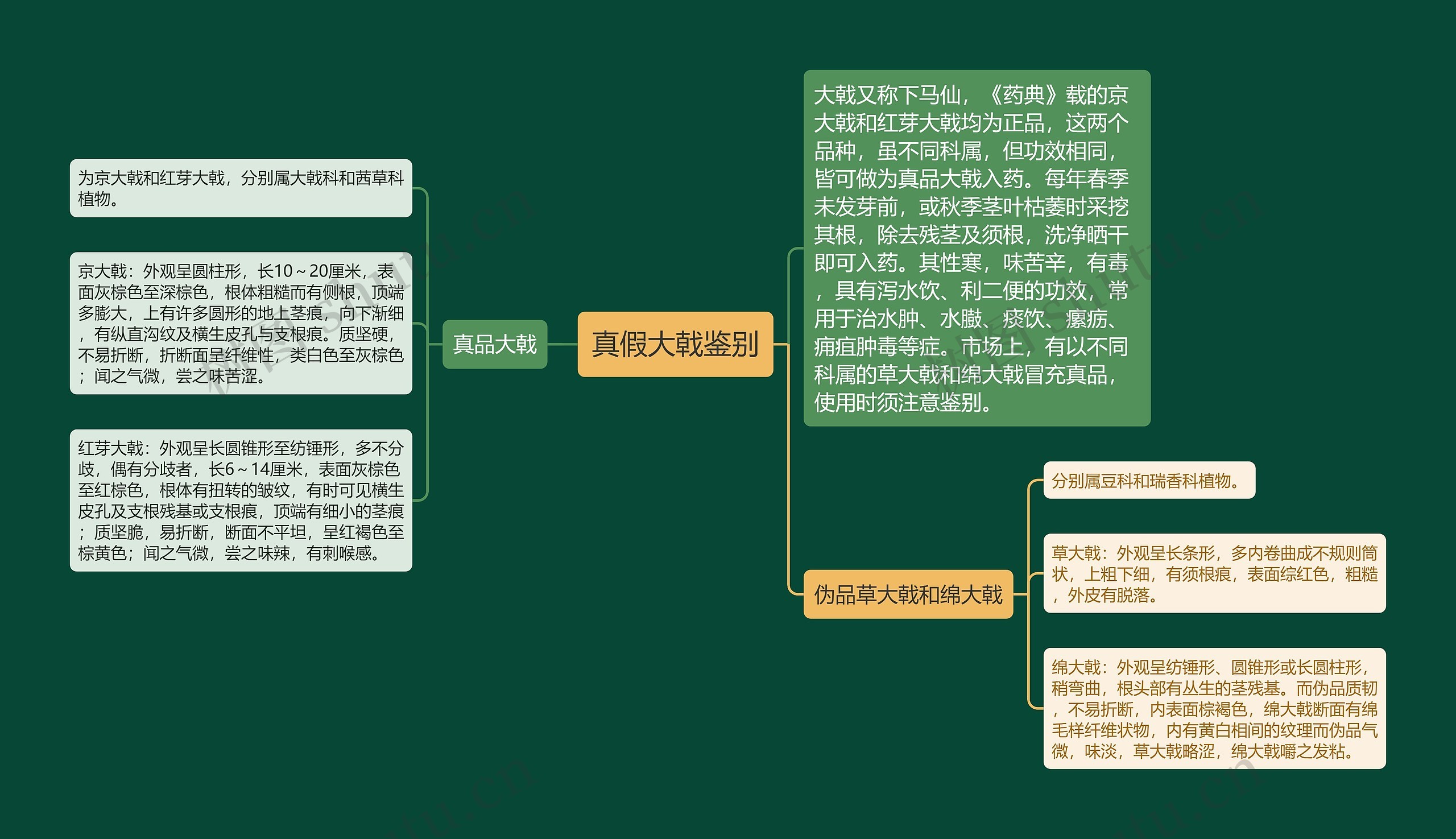 真假大戟鉴别思维导图