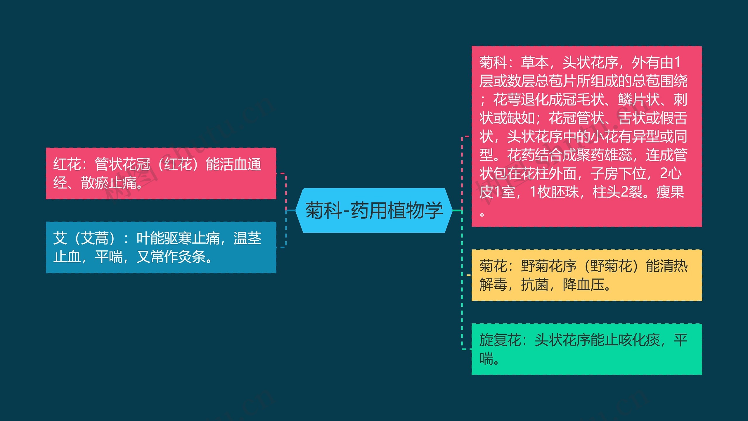 菊科-药用植物学 菊科-药用植物学