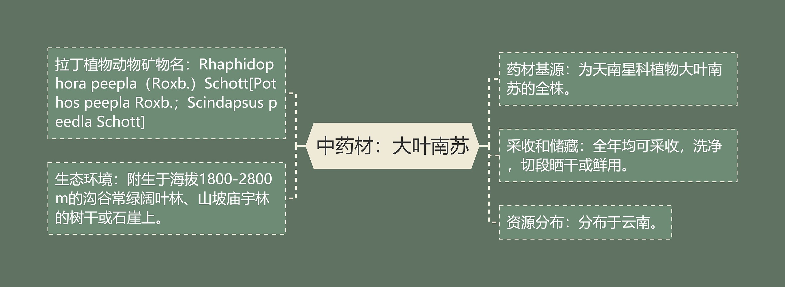 中药材：大叶南苏思维导图