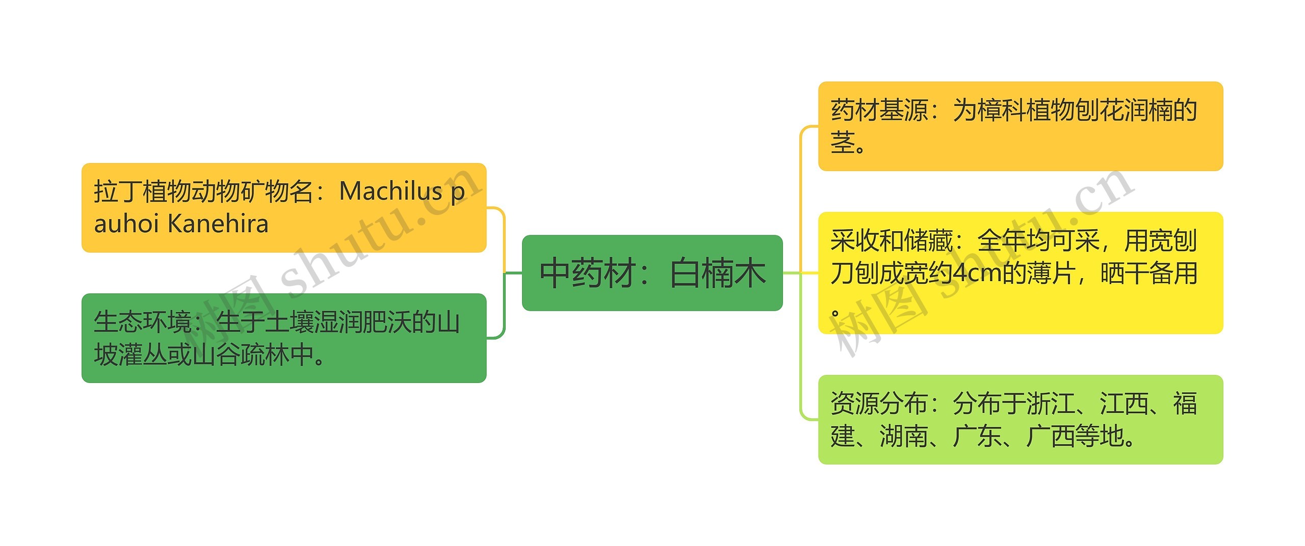 中药材：白楠木思维导图