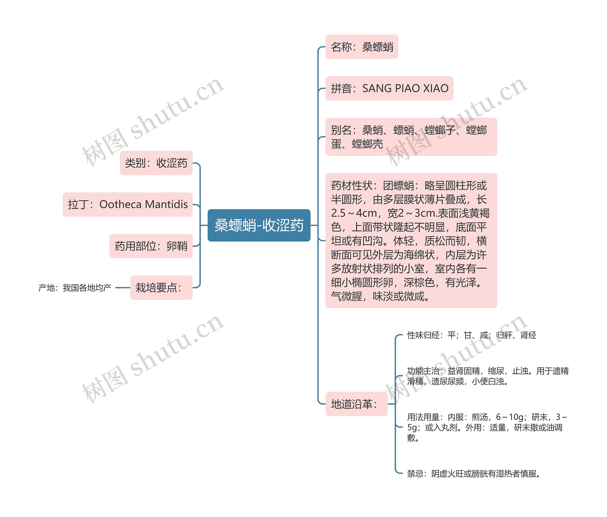 桑螵蛸-收涩药思维导图