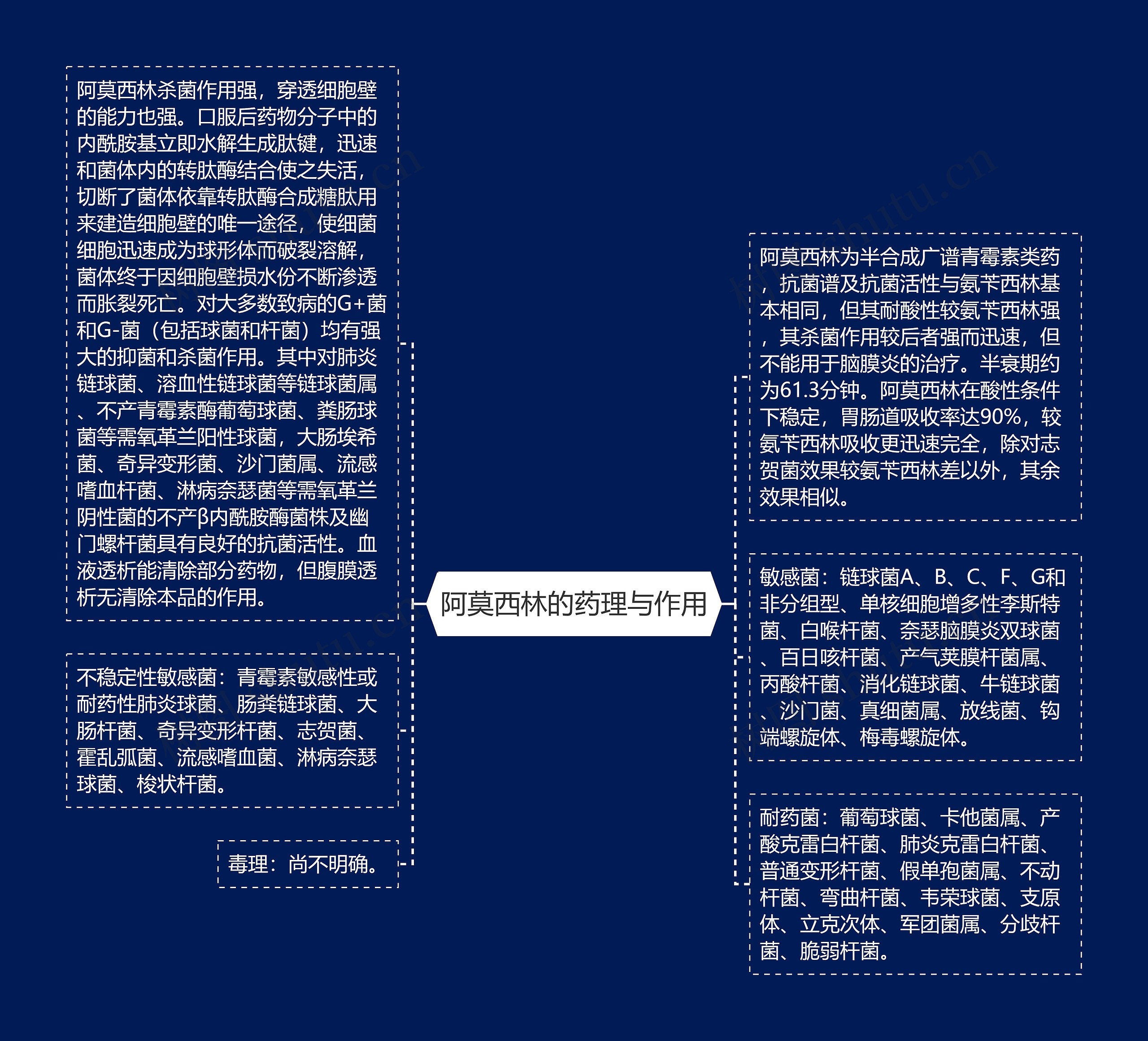 阿莫西林的药理与作用思维导图