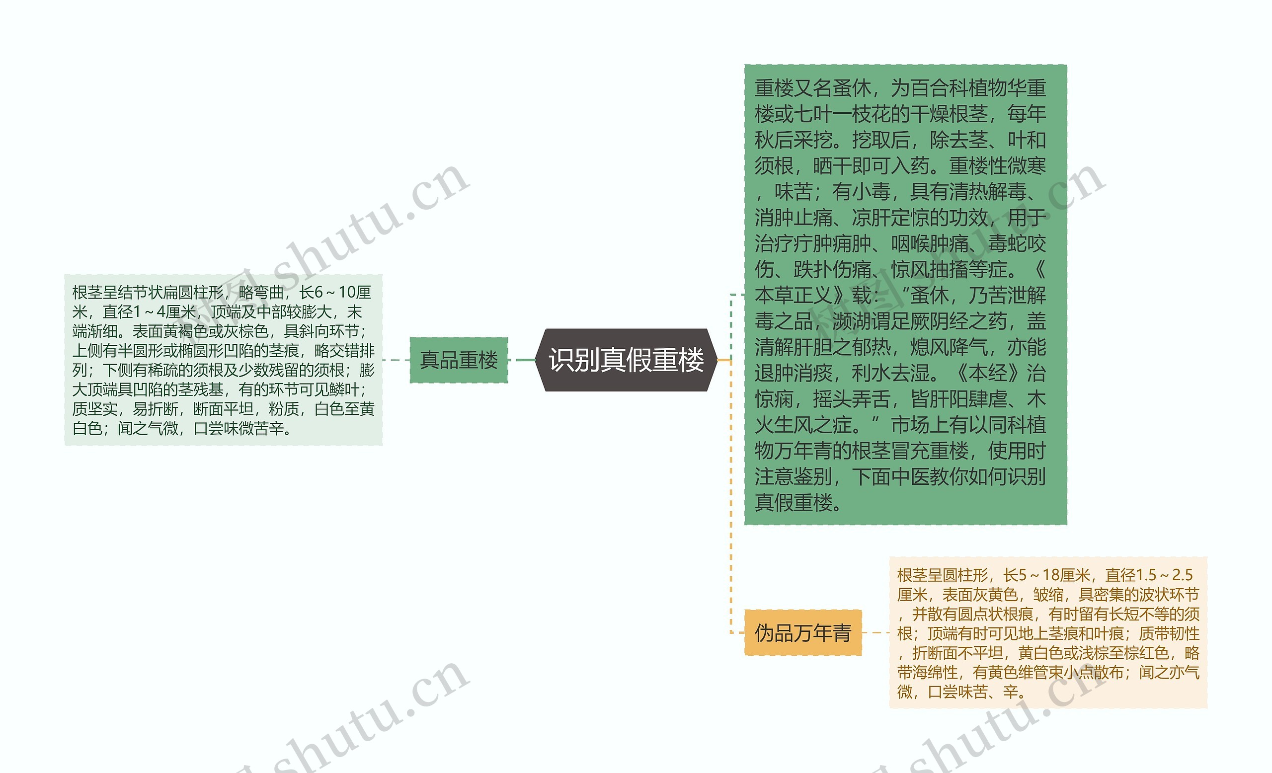 识别真假重楼