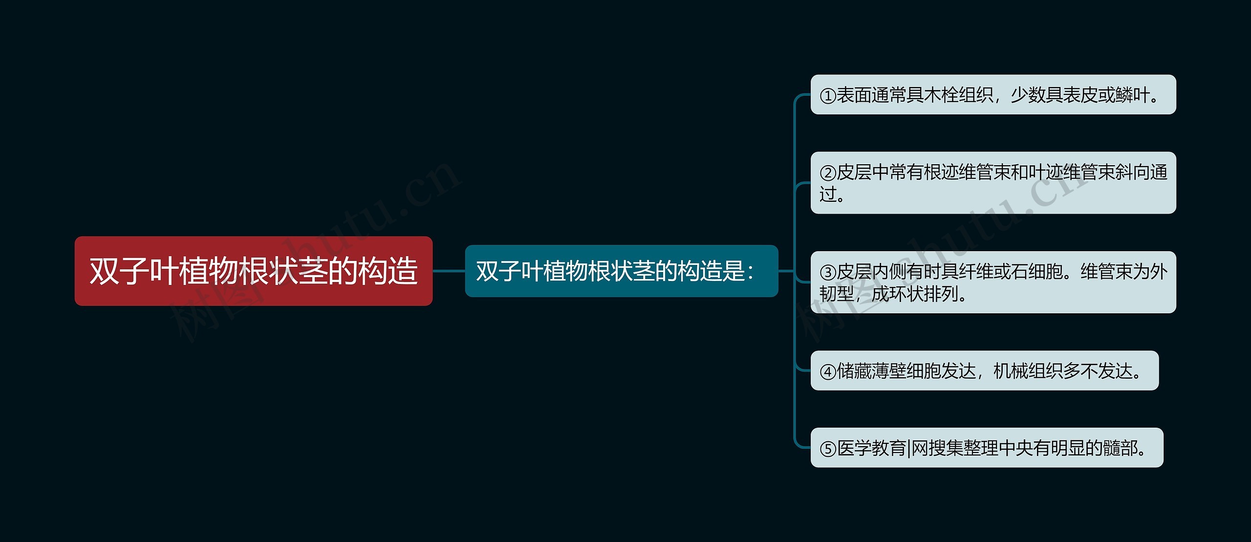 双子叶植物根状茎的构造