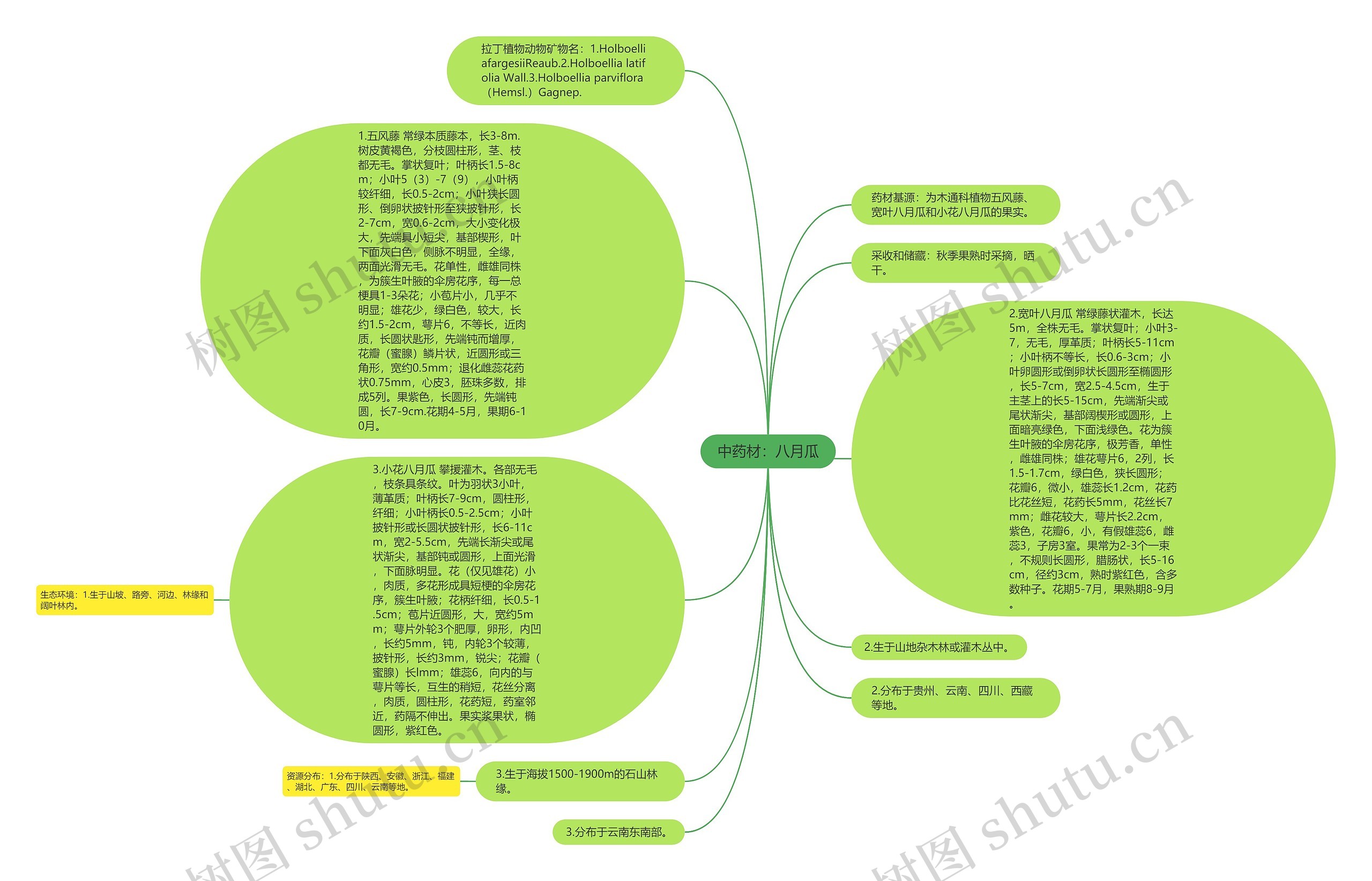 中药材：八月瓜思维导图