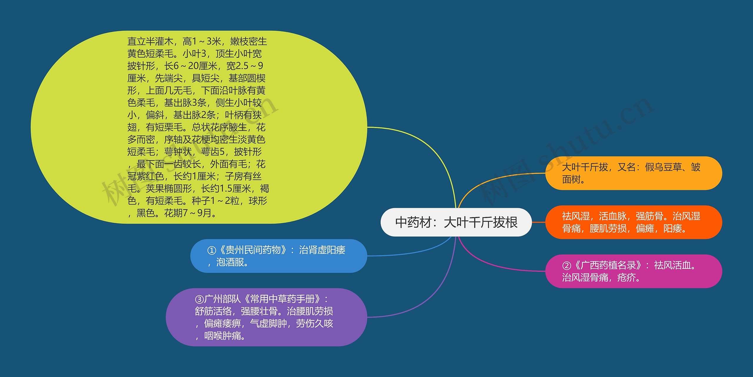 中药材：大叶千斤拔根思维导图