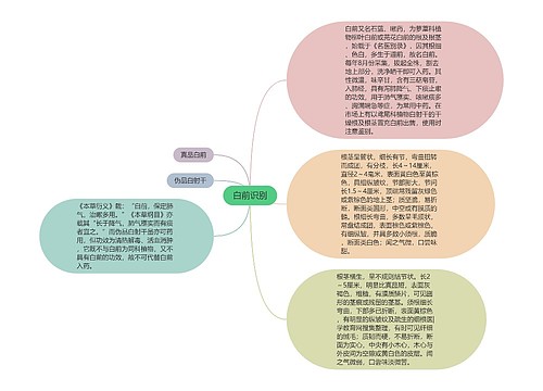 白前识别