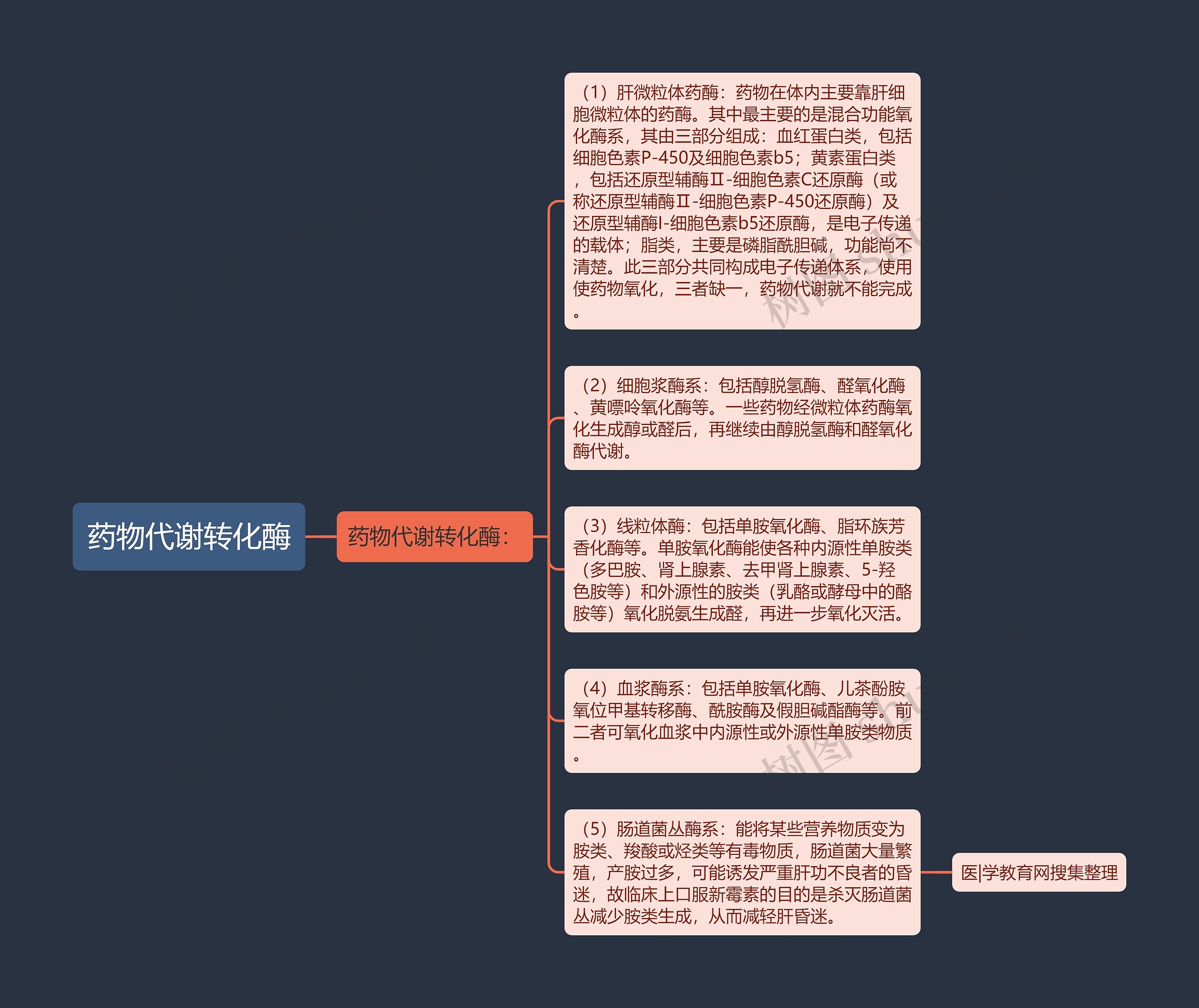 药物代谢转化酶思维导图