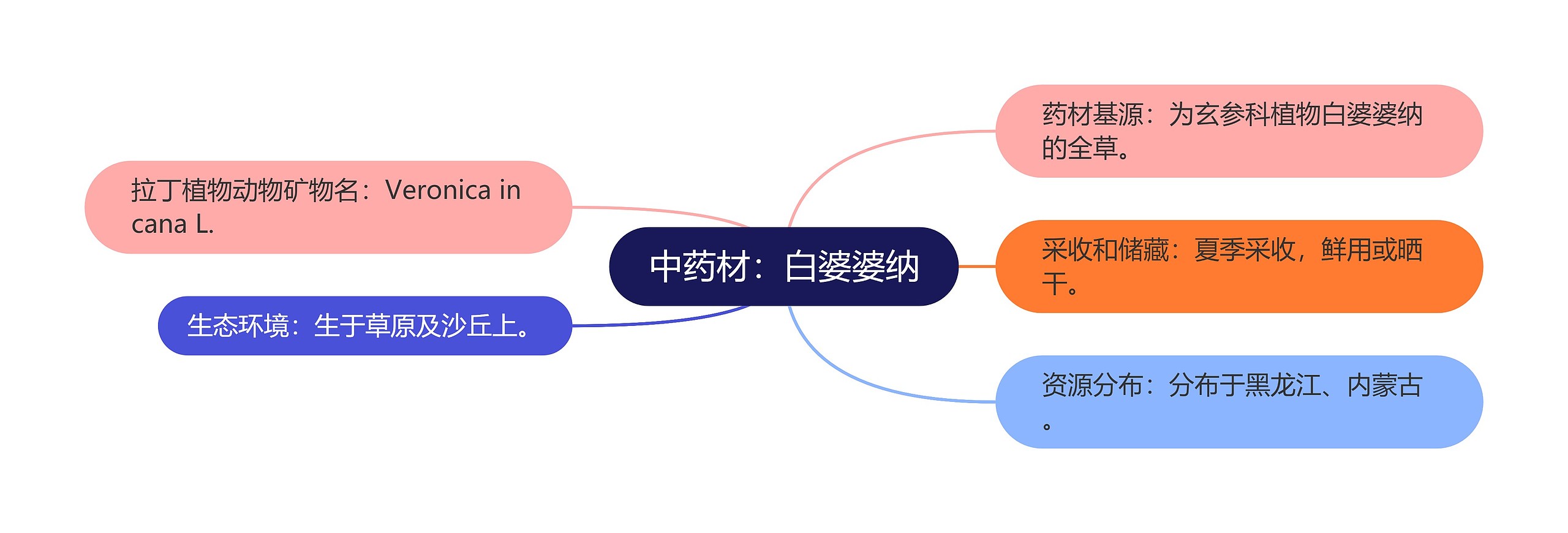 中药材：白婆婆纳思维导图