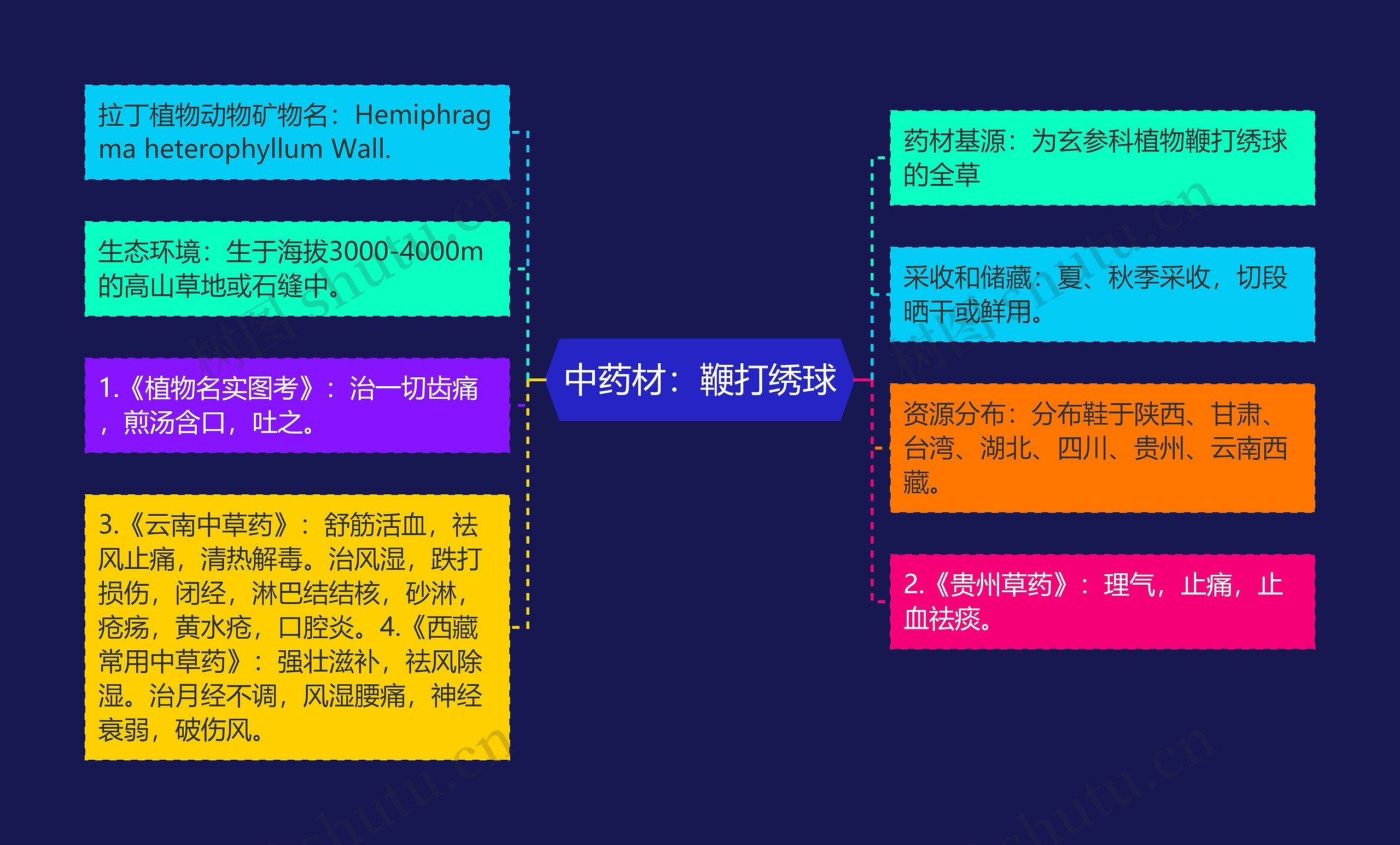 中药材：鞭打绣球思维导图