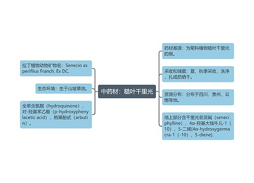 中药材：糙叶千里光