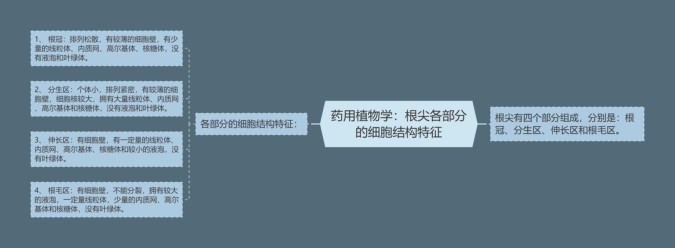 药用植物学:根尖各部分的细胞结构特征 药用植物学:根尖各部分的细胞结构特征
