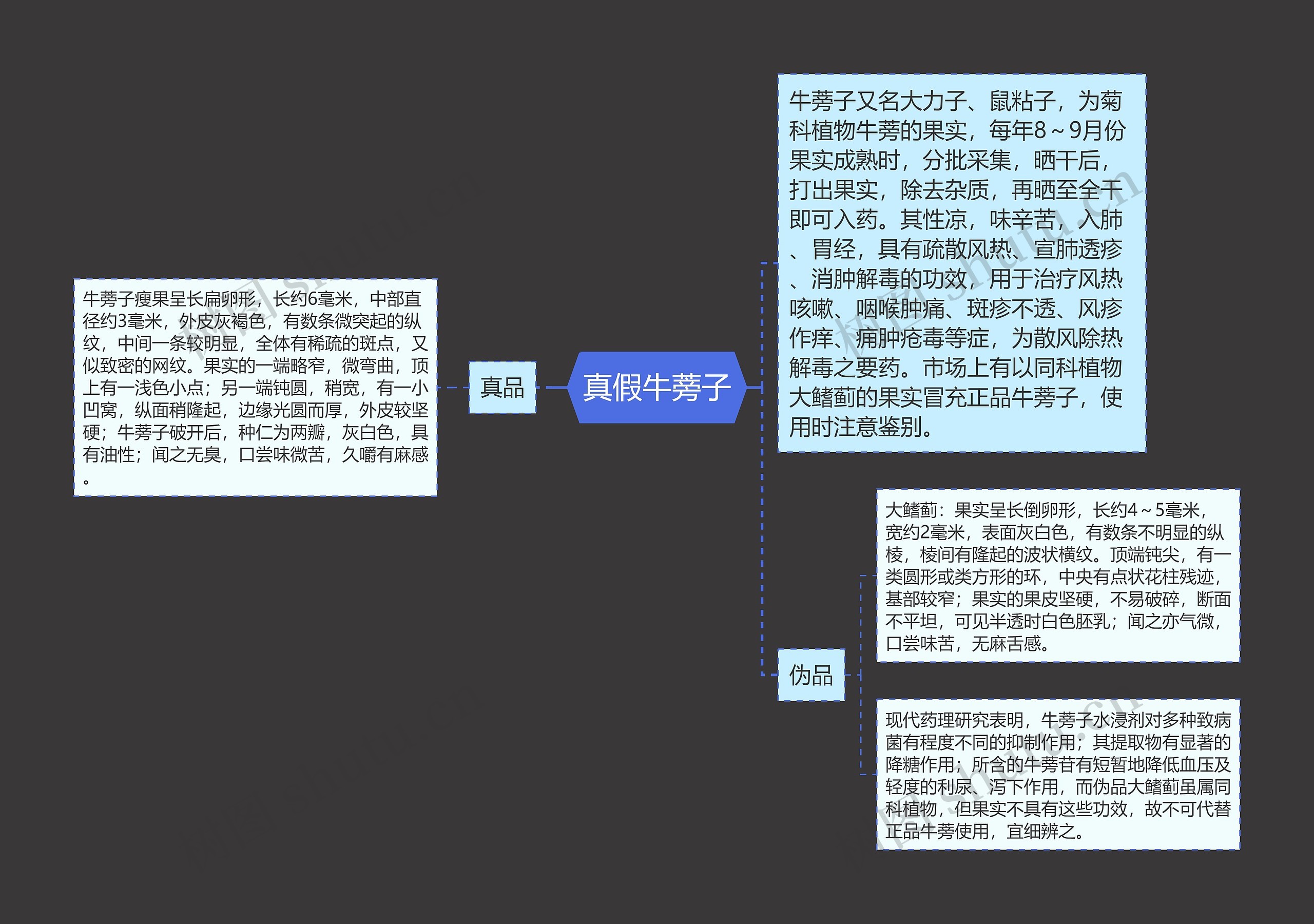 真假牛蒡子 真假牛蒡子