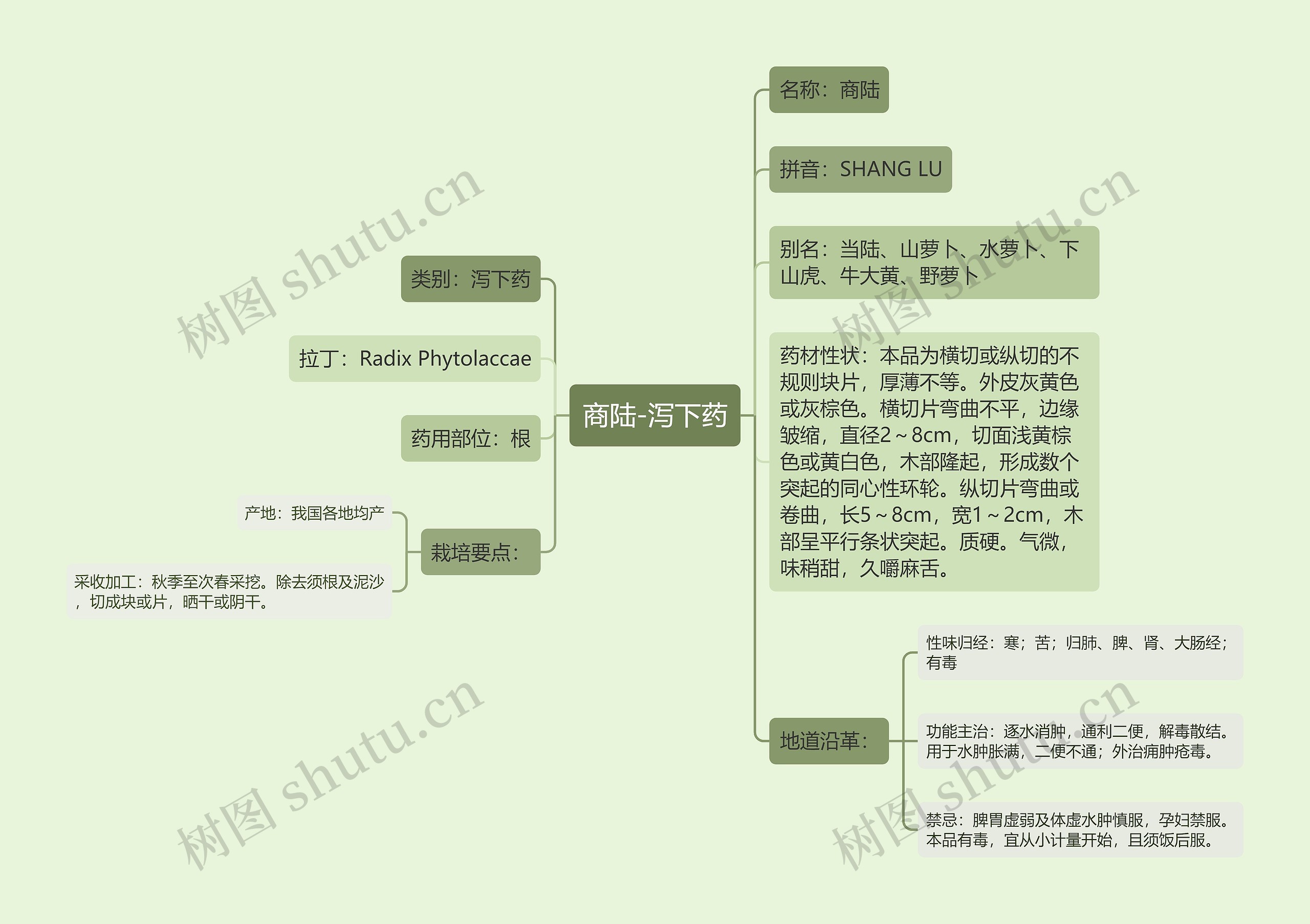 商陆-泻下药 商陆-泻下药