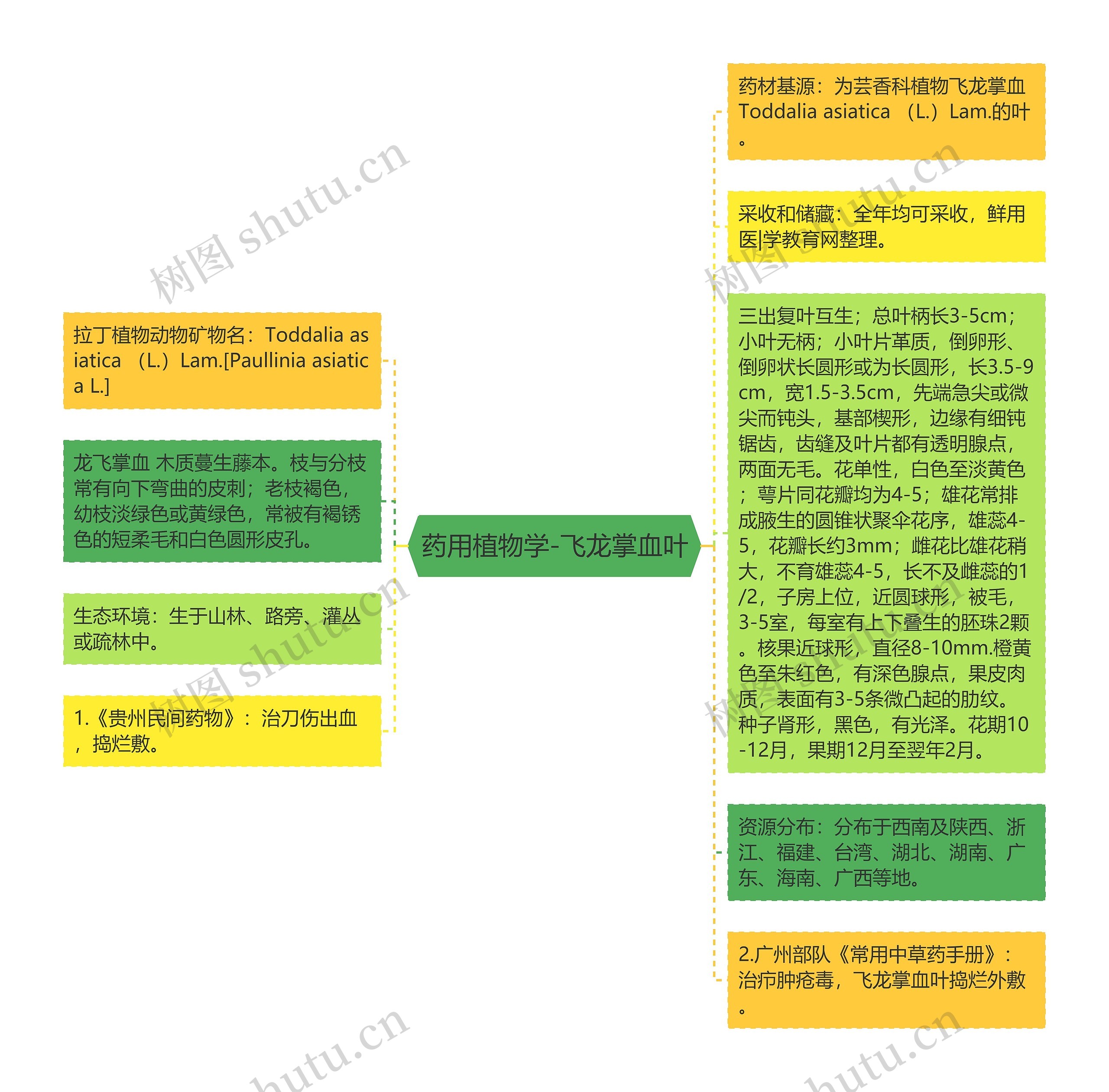 药用植物学-飞龙掌血叶思维导图