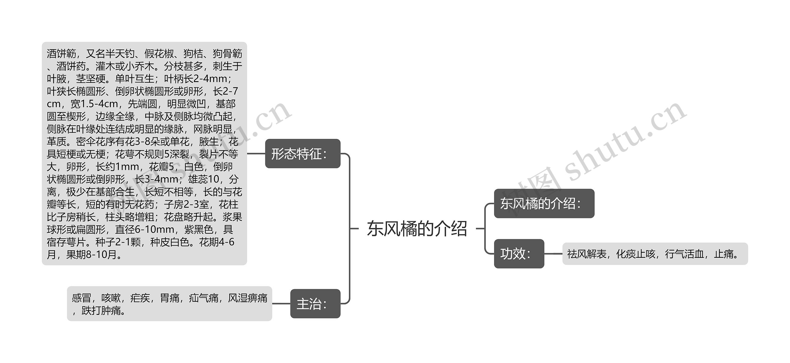 东风橘的介绍思维导图