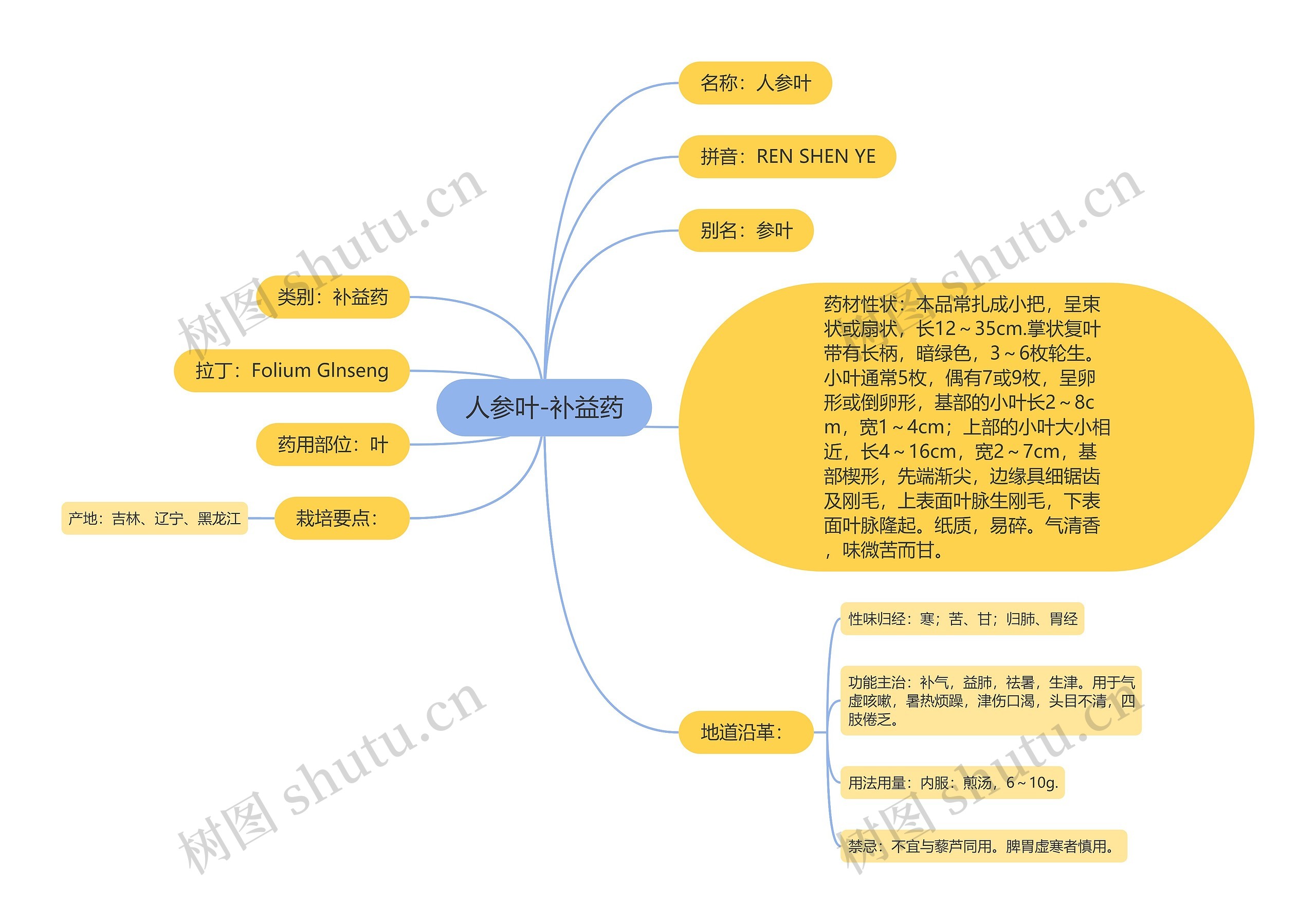 人参叶-补益药思维导图