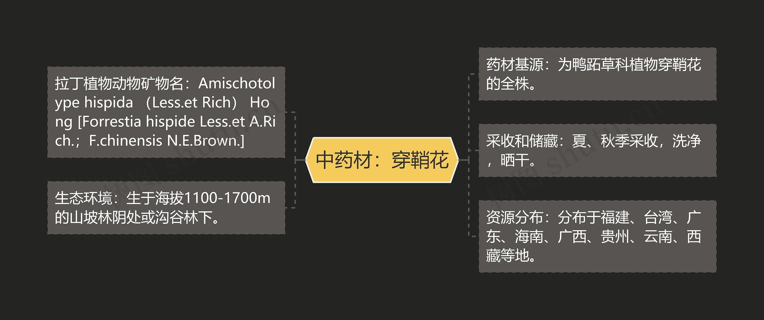 中药材：穿鞘花思维导图