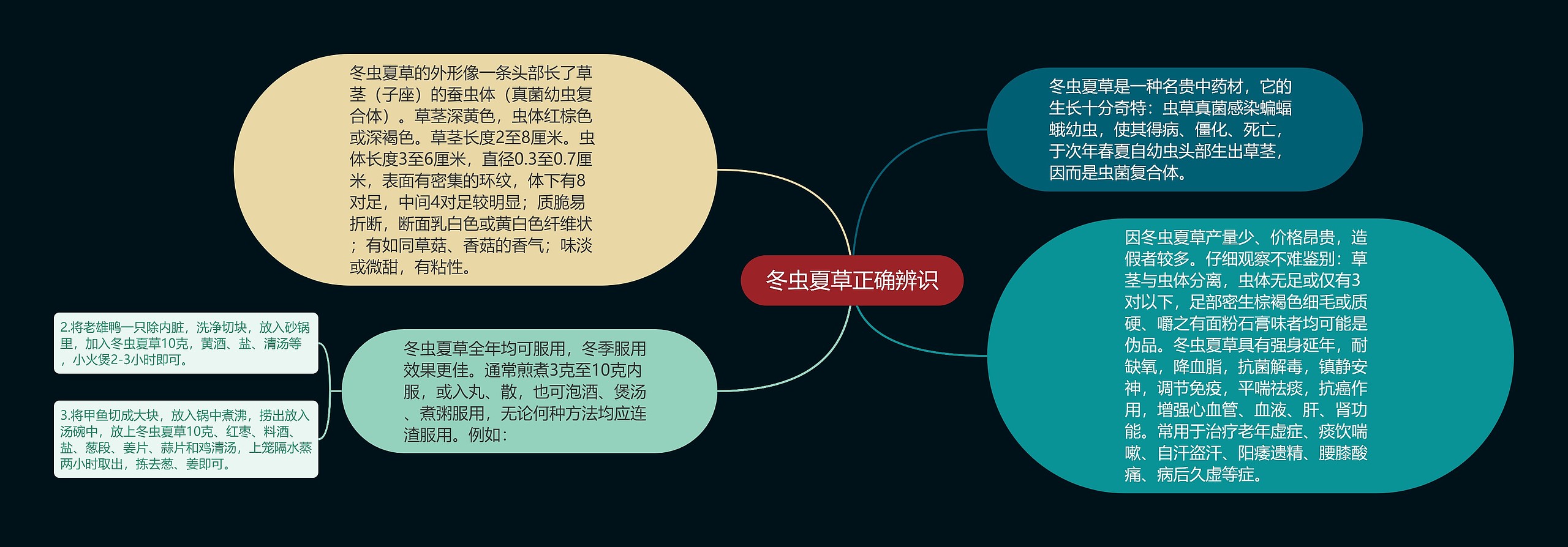 冬虫夏草正确辨识思维导图