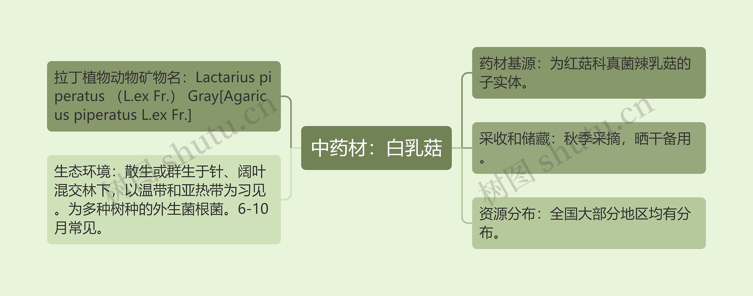 中药材：白乳菇思维导图