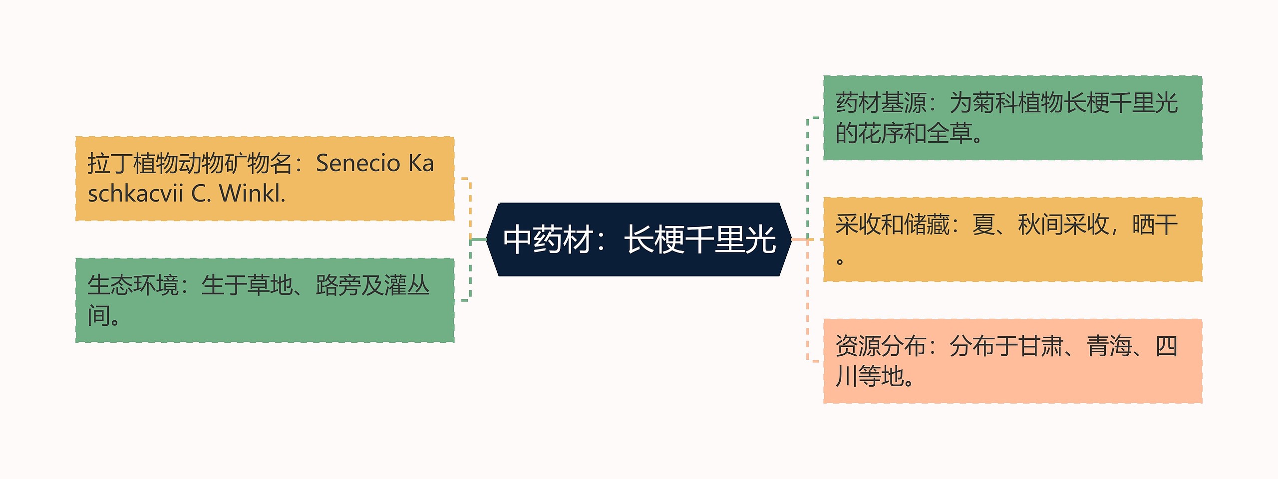 中药材：长梗千里光思维导图