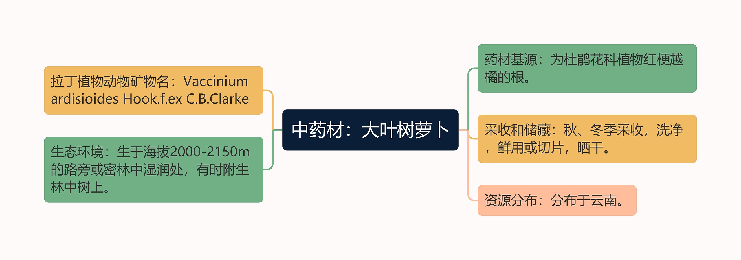 中药材:大叶树萝卜 中药材:大叶树萝卜
