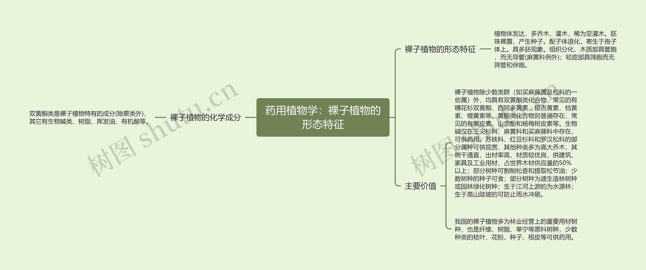 药用植物学：裸子植物的形态特征