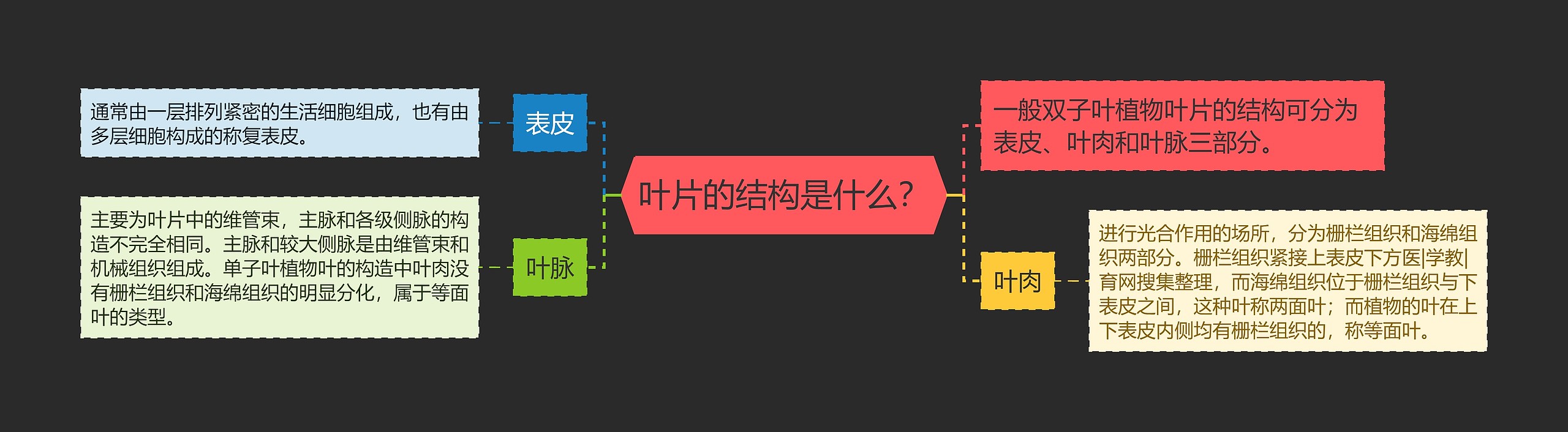 叶片的结构是什么？思维导图