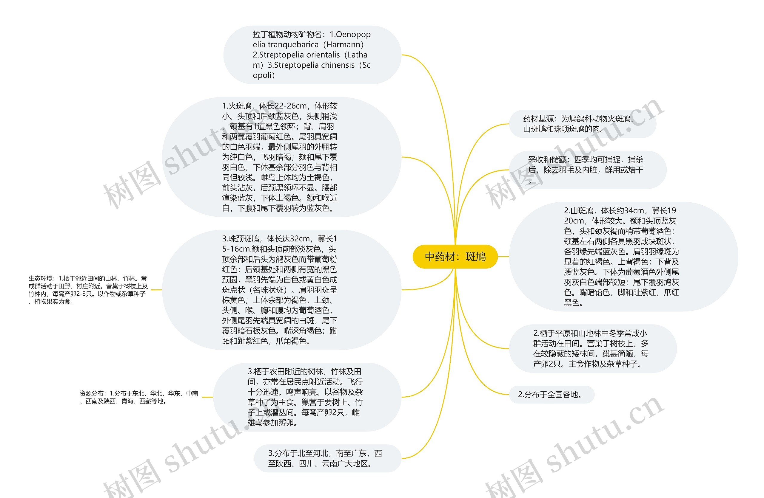 中药材：斑鸠思维导图