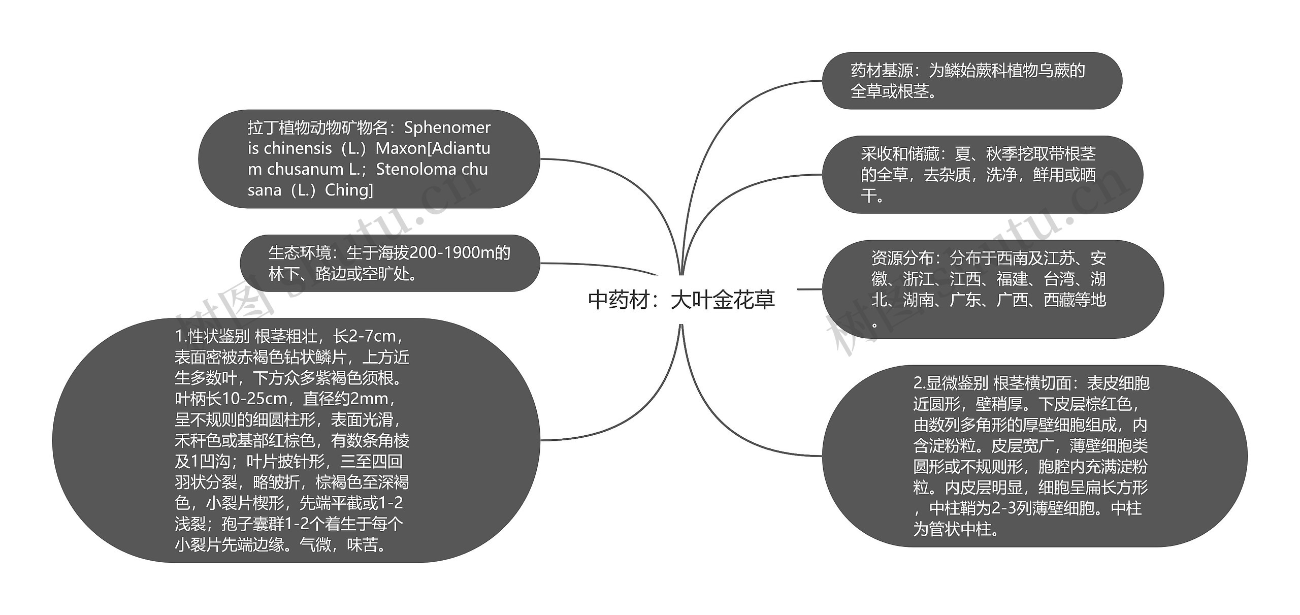 中药材：大叶金花草思维导图