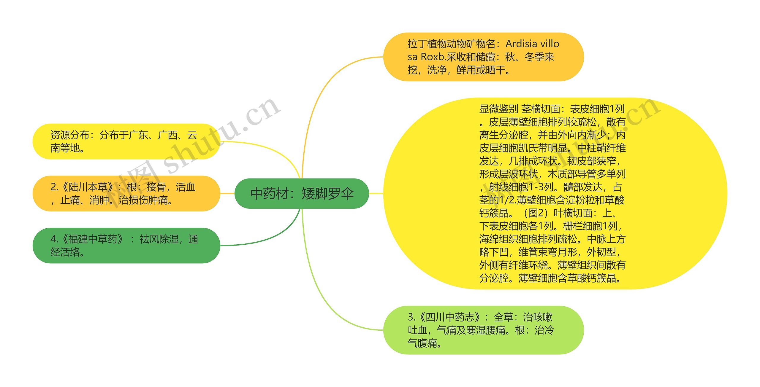 中药材：矮脚罗伞思维导图