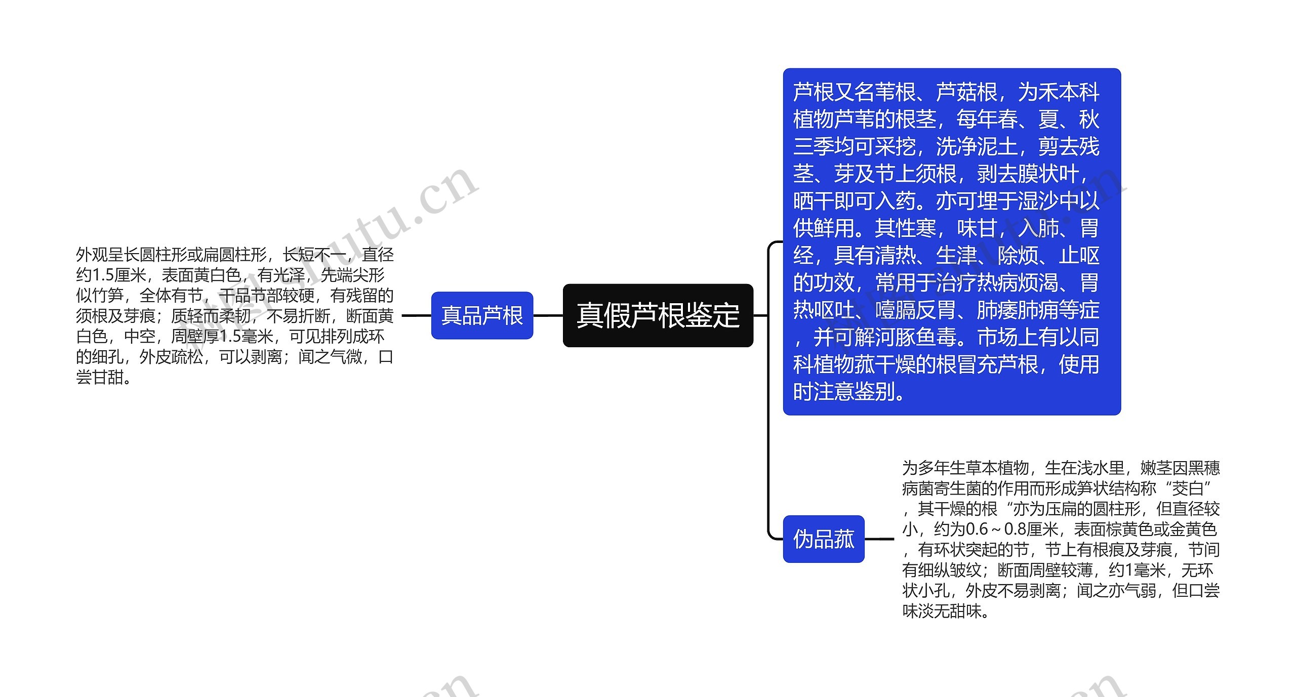 真假芦根鉴定思维导图