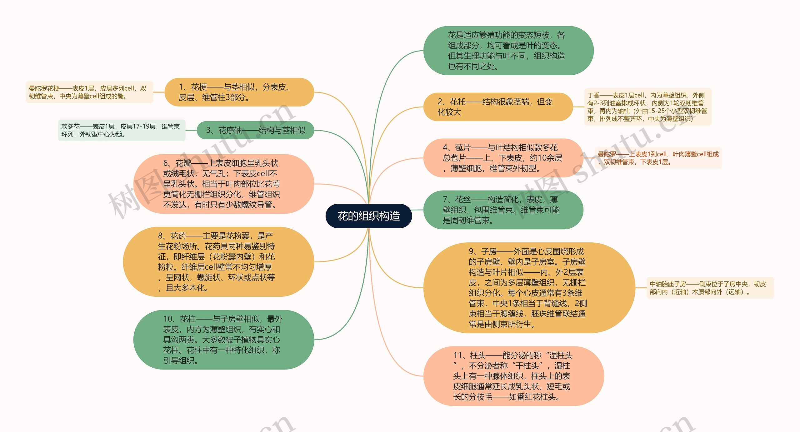 花的组织构造