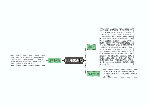 阿魏的原形态思维导图