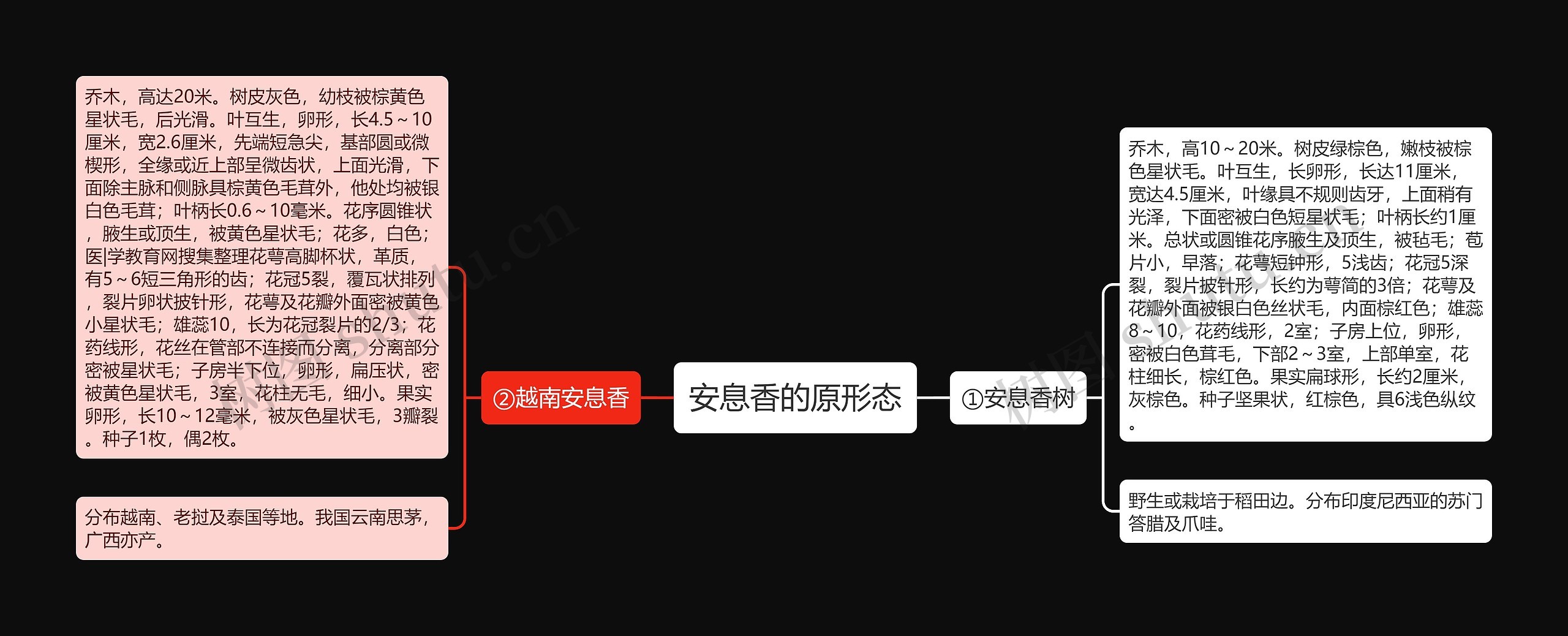 安息香的原形态