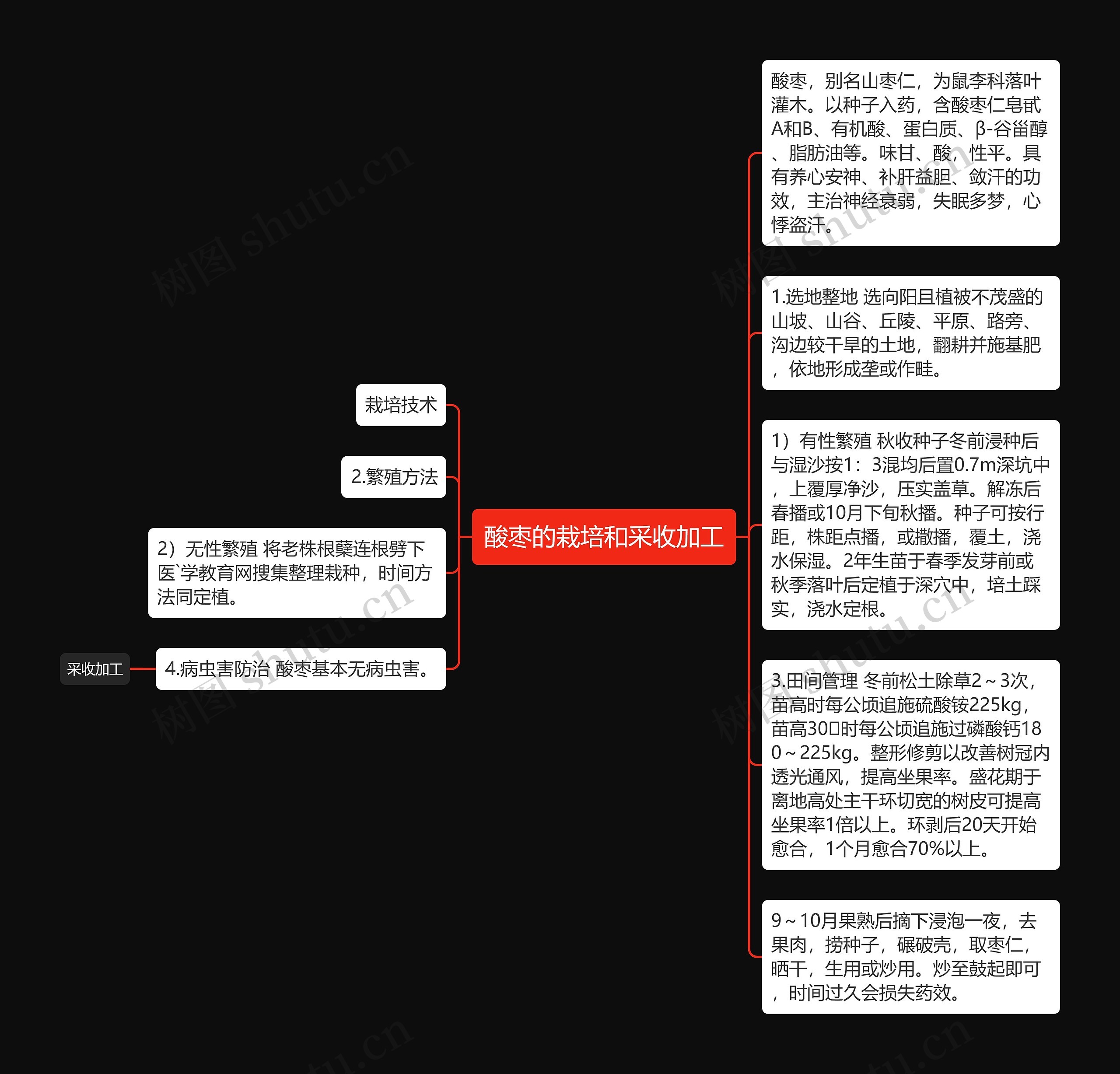 酸枣的栽培和采收加工思维导图