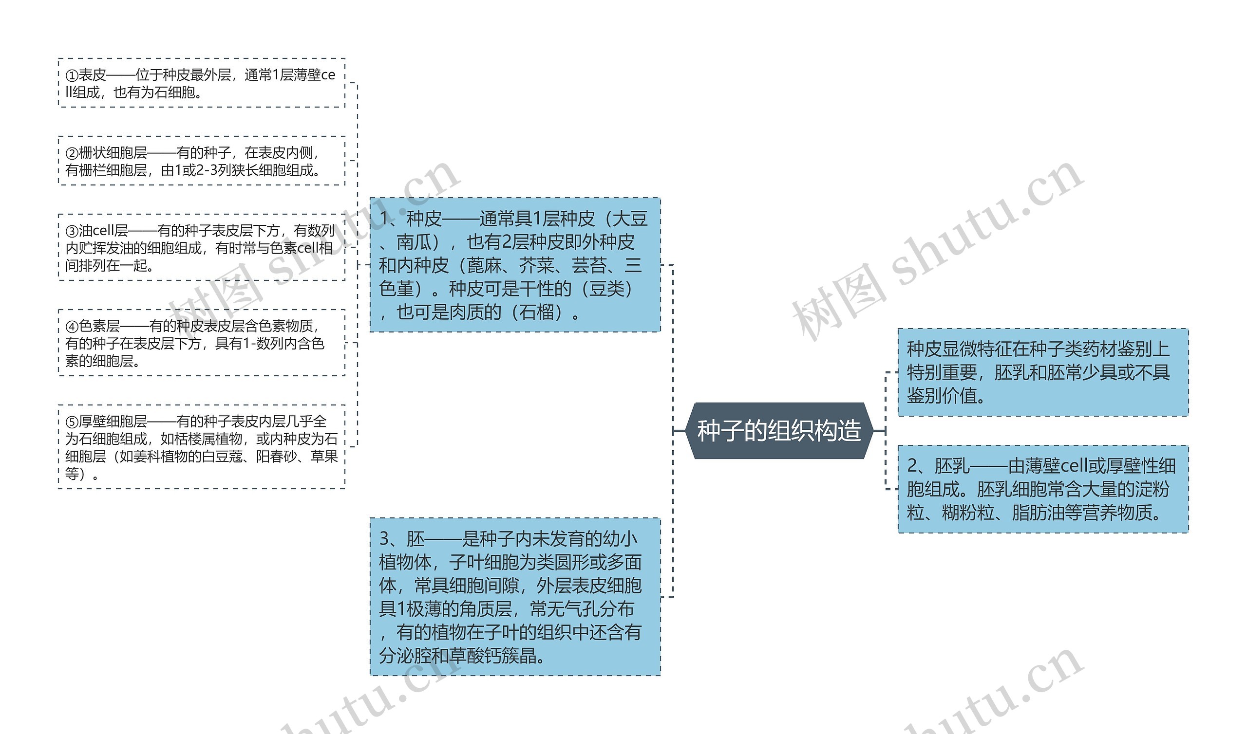 种子的组织构造