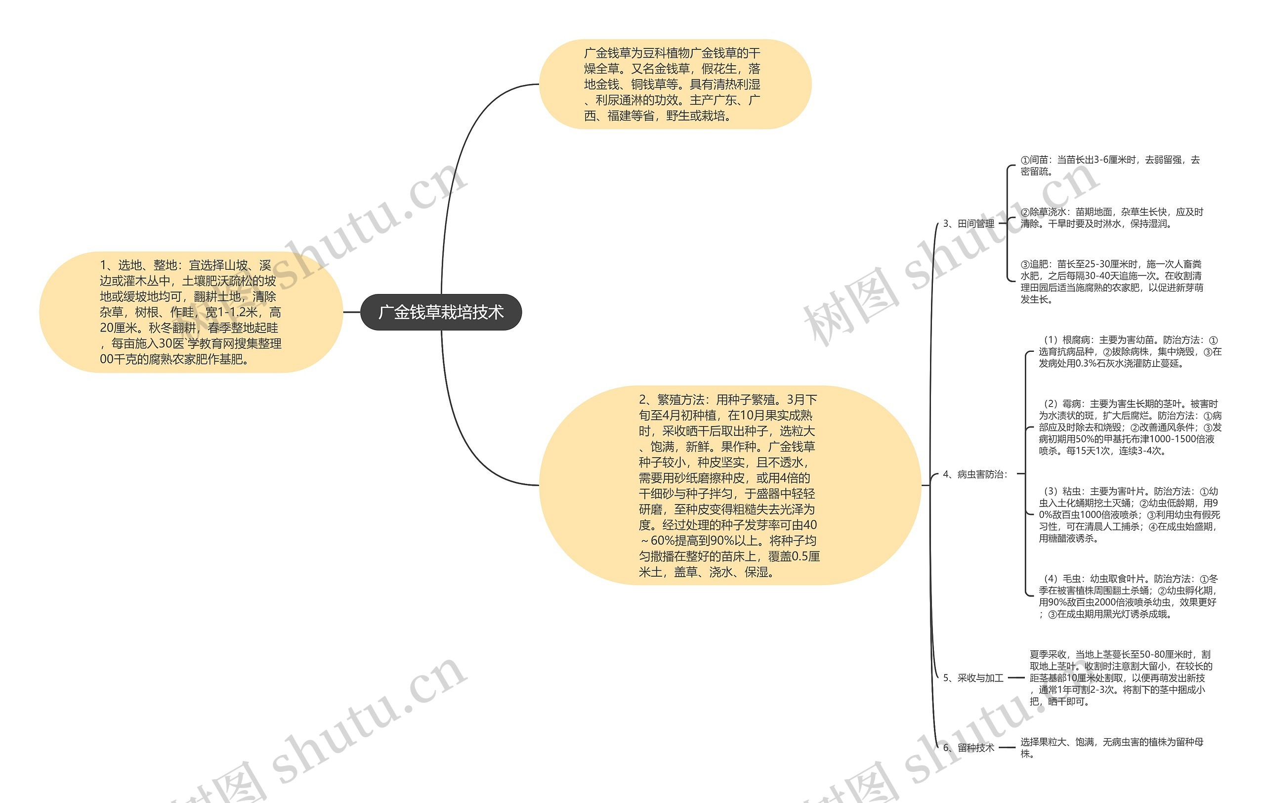 广金钱草栽培技术思维导图