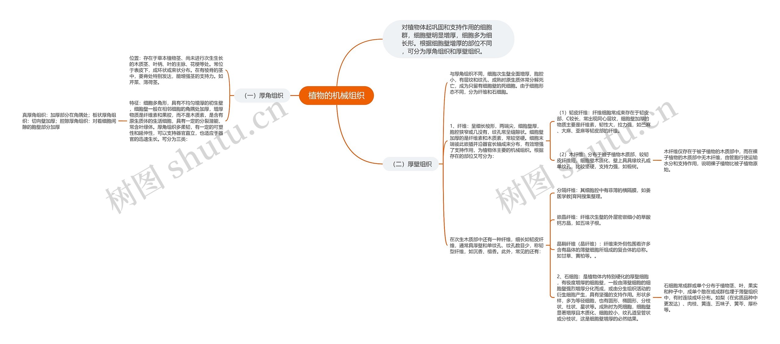 植物的机械组织 植物的机械组织