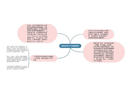 栽培五味子市场前景好