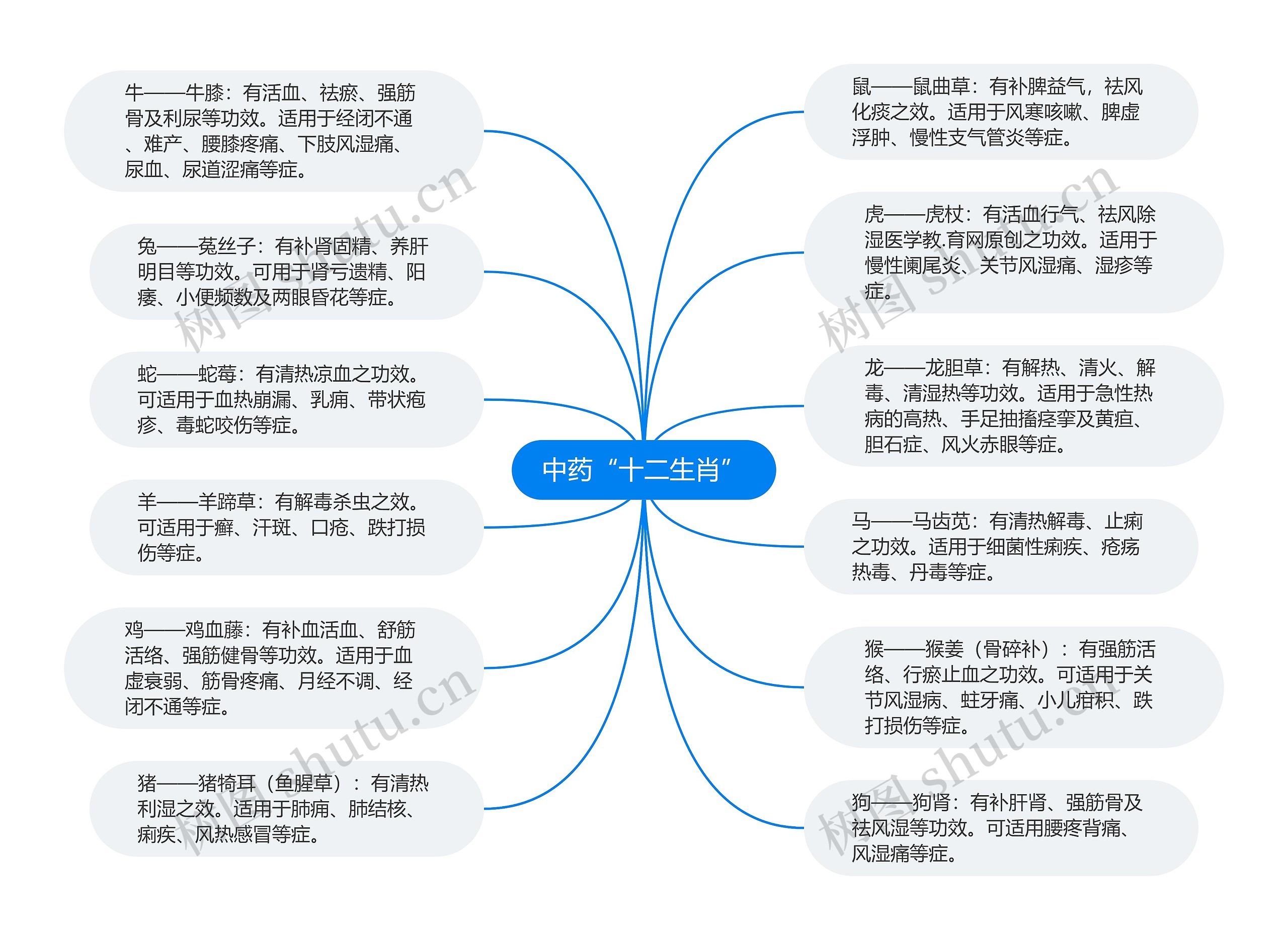 中药“十二生肖”思维导图