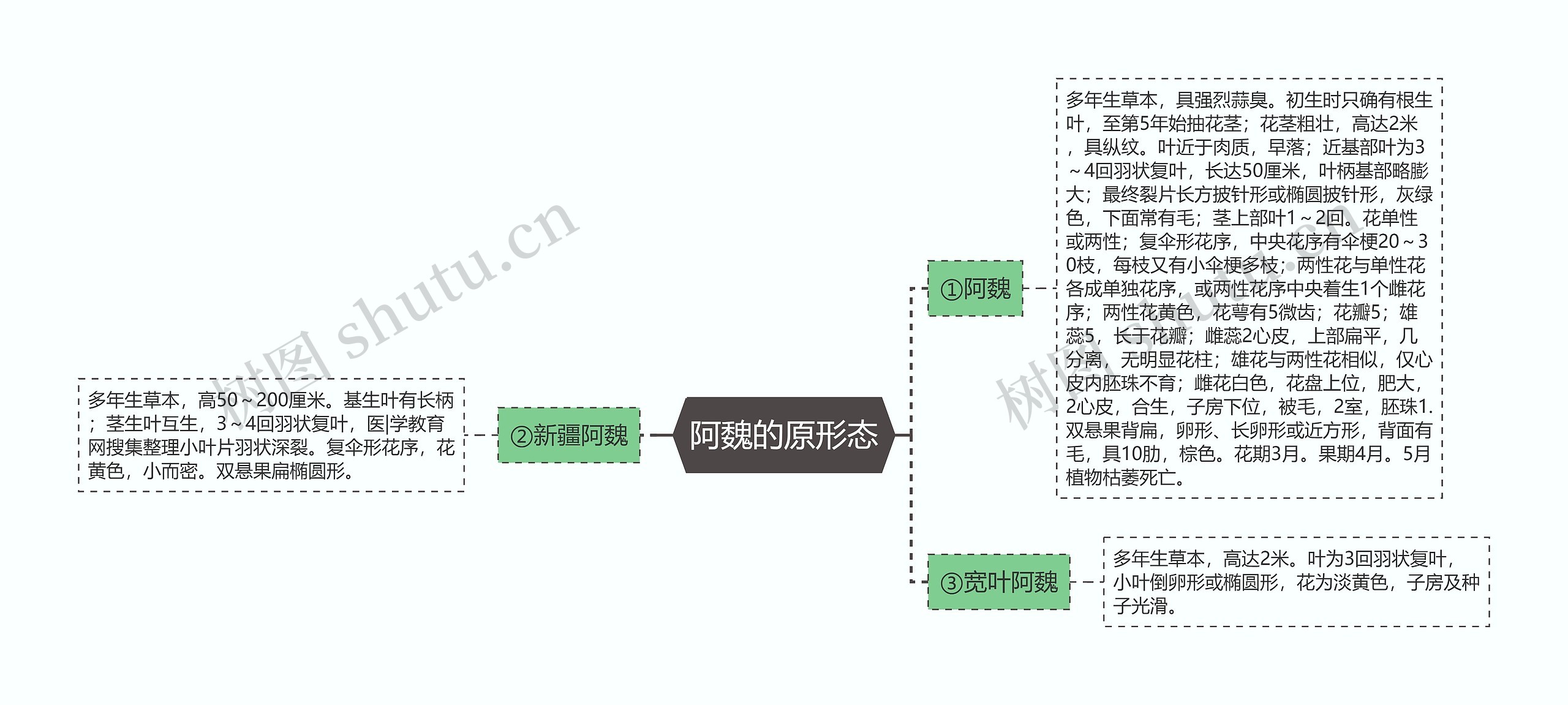 阿魏的原形态思维导图