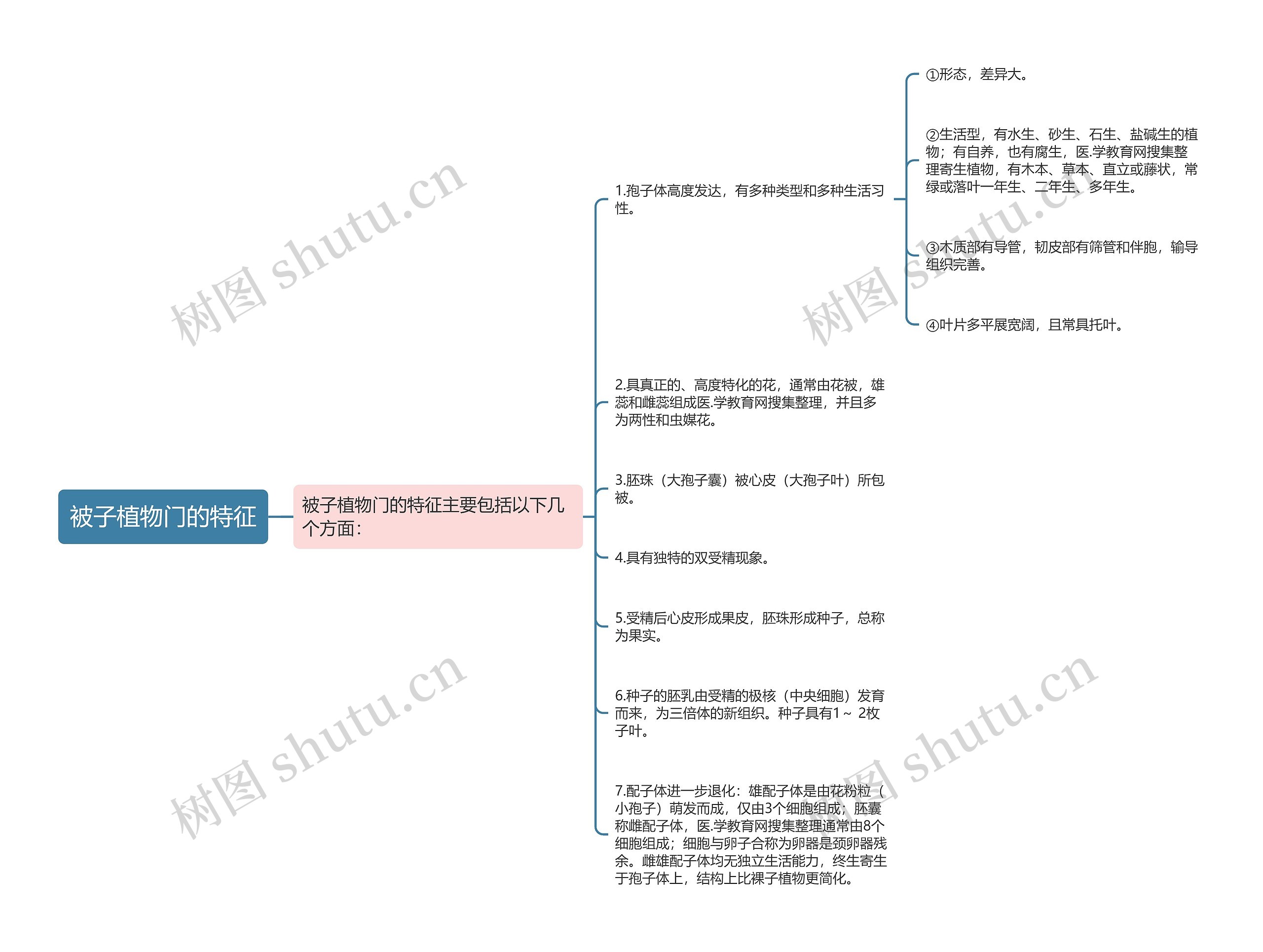被子植物门的特征思维导图