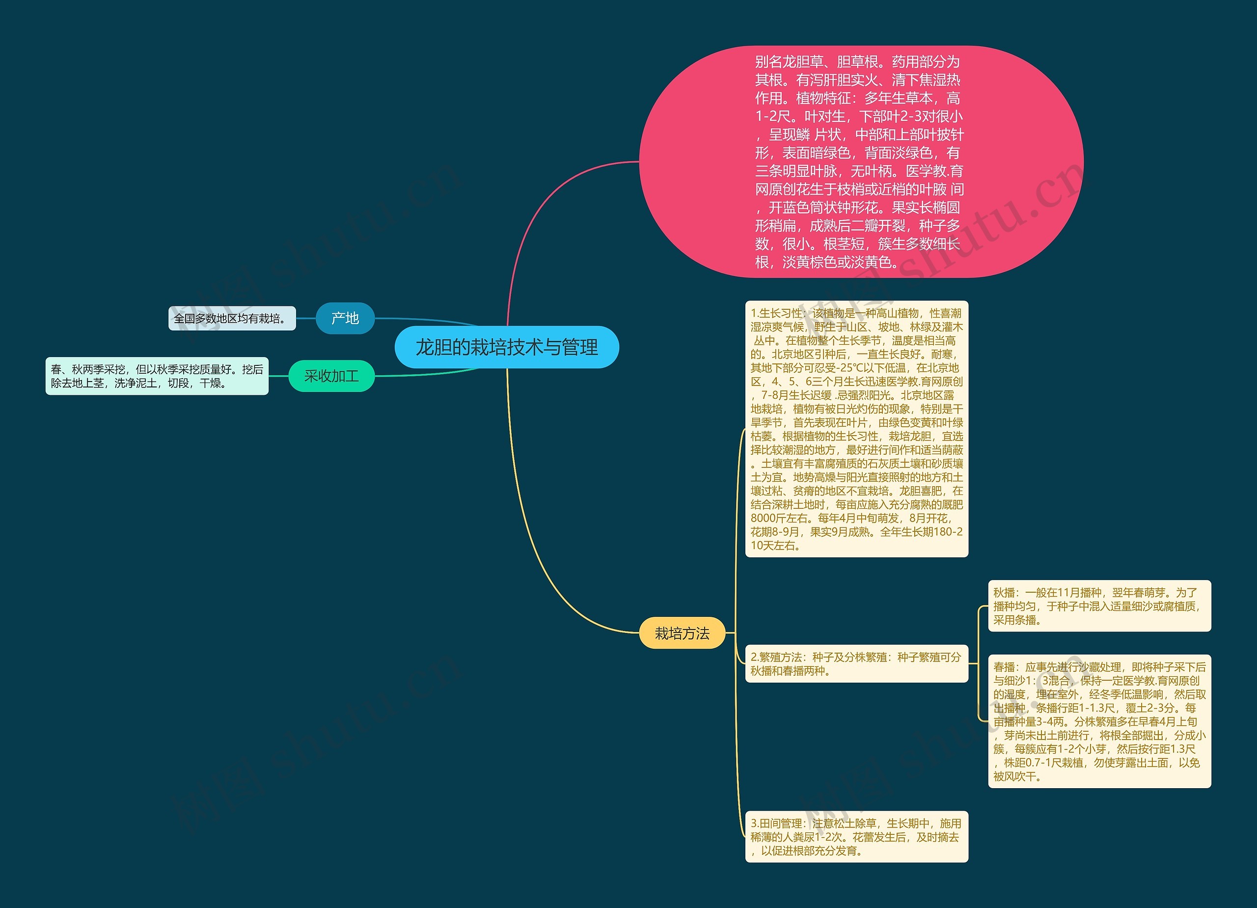 龙胆的栽培技术与管理 龙胆的栽培技术与管理