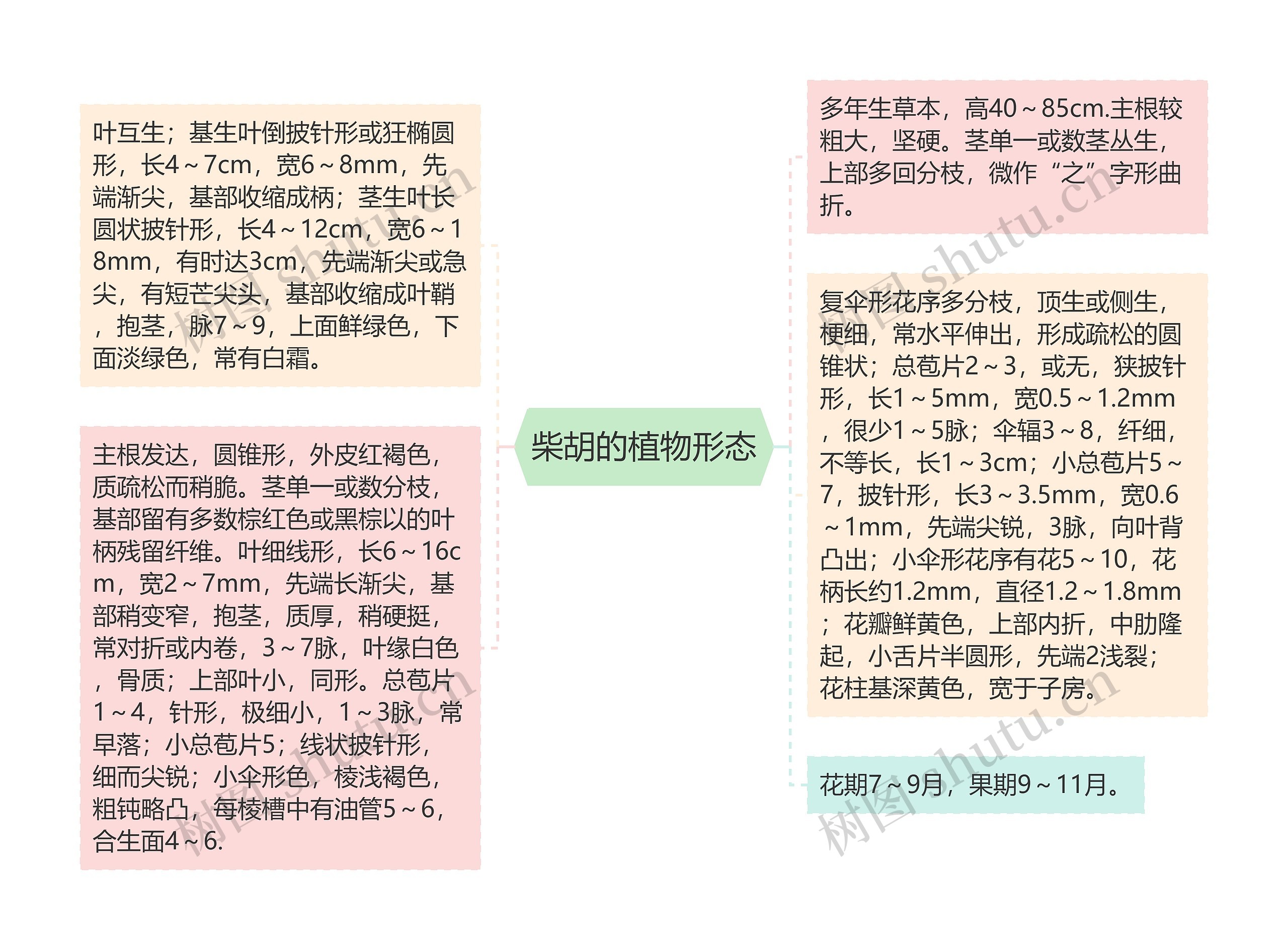 柴胡的植物形态思维导图