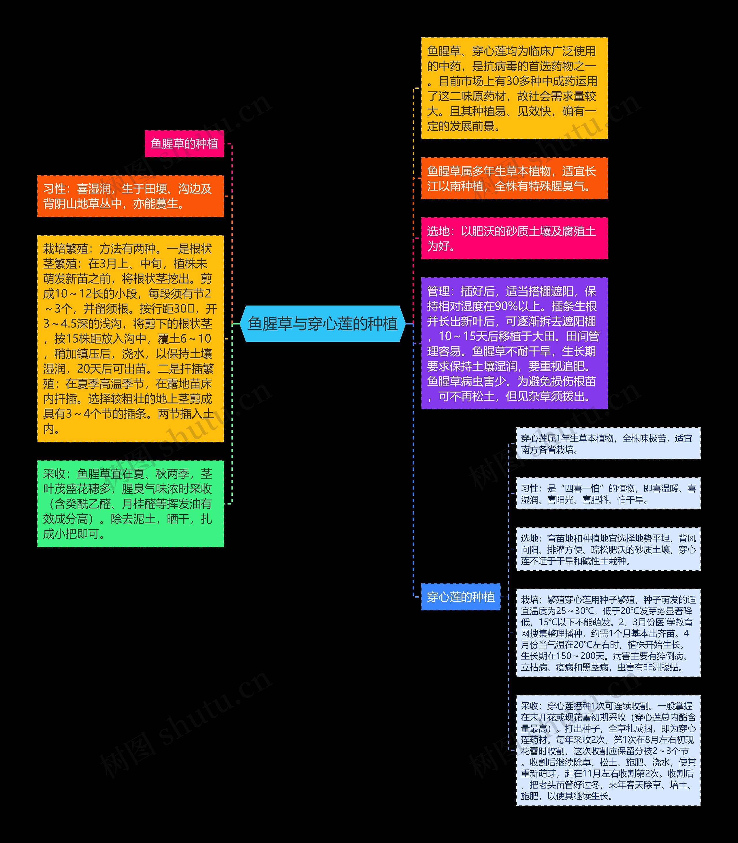 鱼腥草与穿心莲的种植思维导图