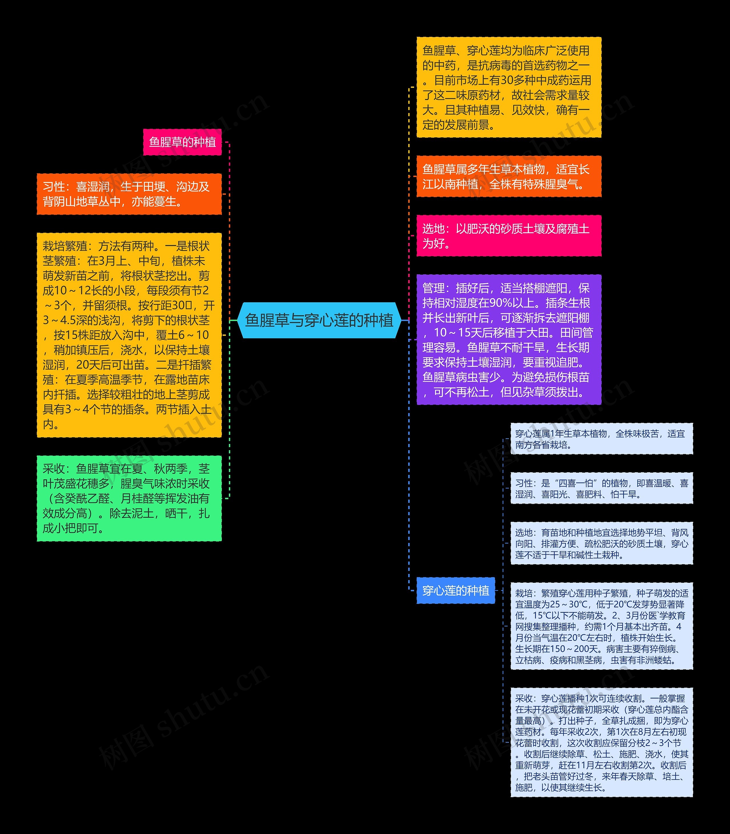 鱼腥草与穿心莲的种植思维导图高清图 鱼腥草与穿心莲的种植思维导图
