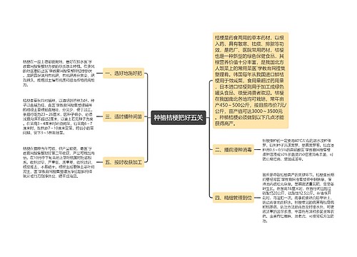 种植桔梗把好五关